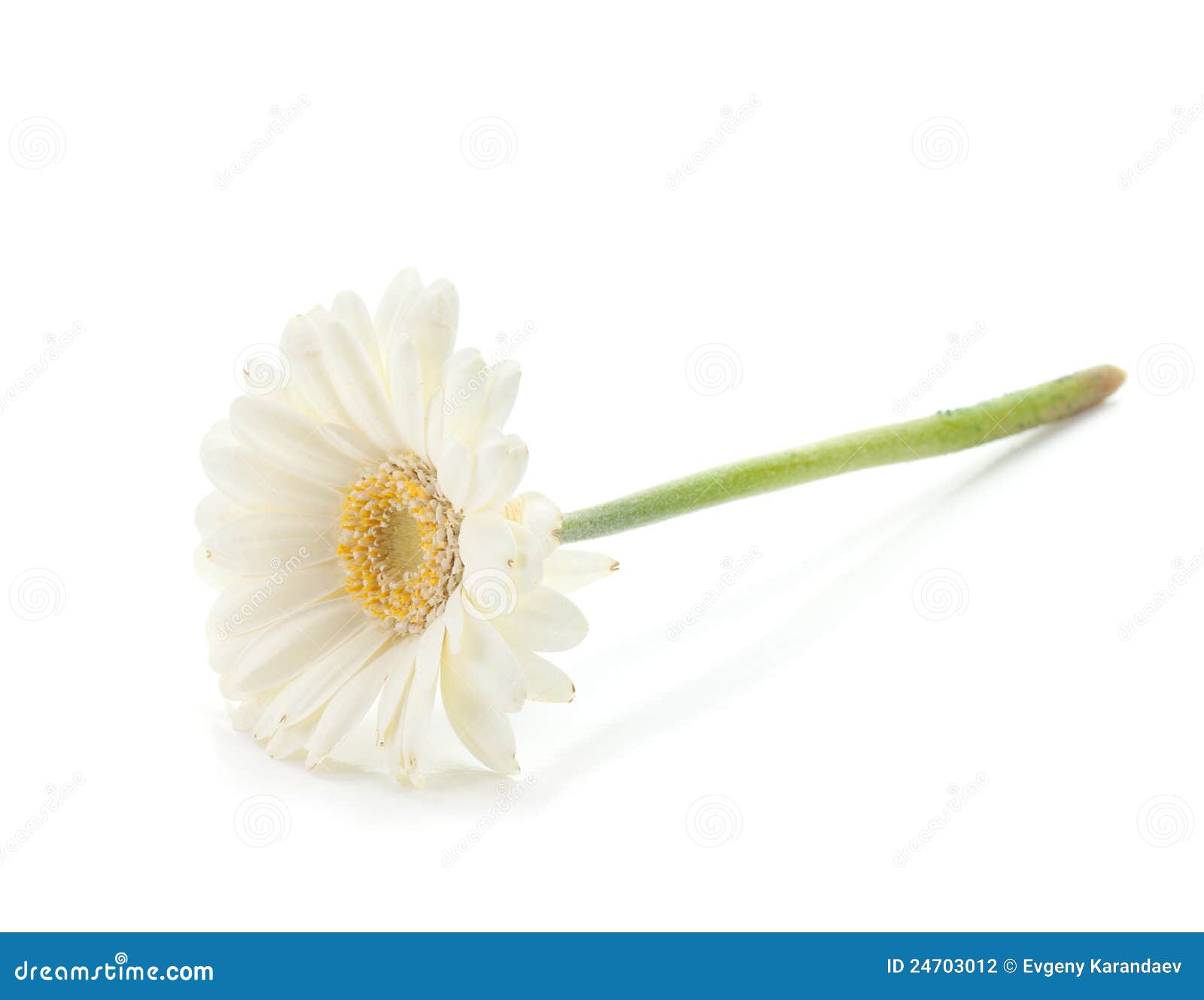 Lying white gerbera flower stock photo. Image of flora 24703012
