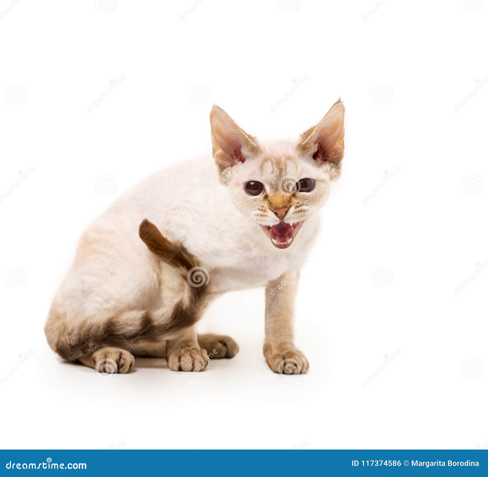 Lykoi white werewolf cat stock photo. Image of breed ...