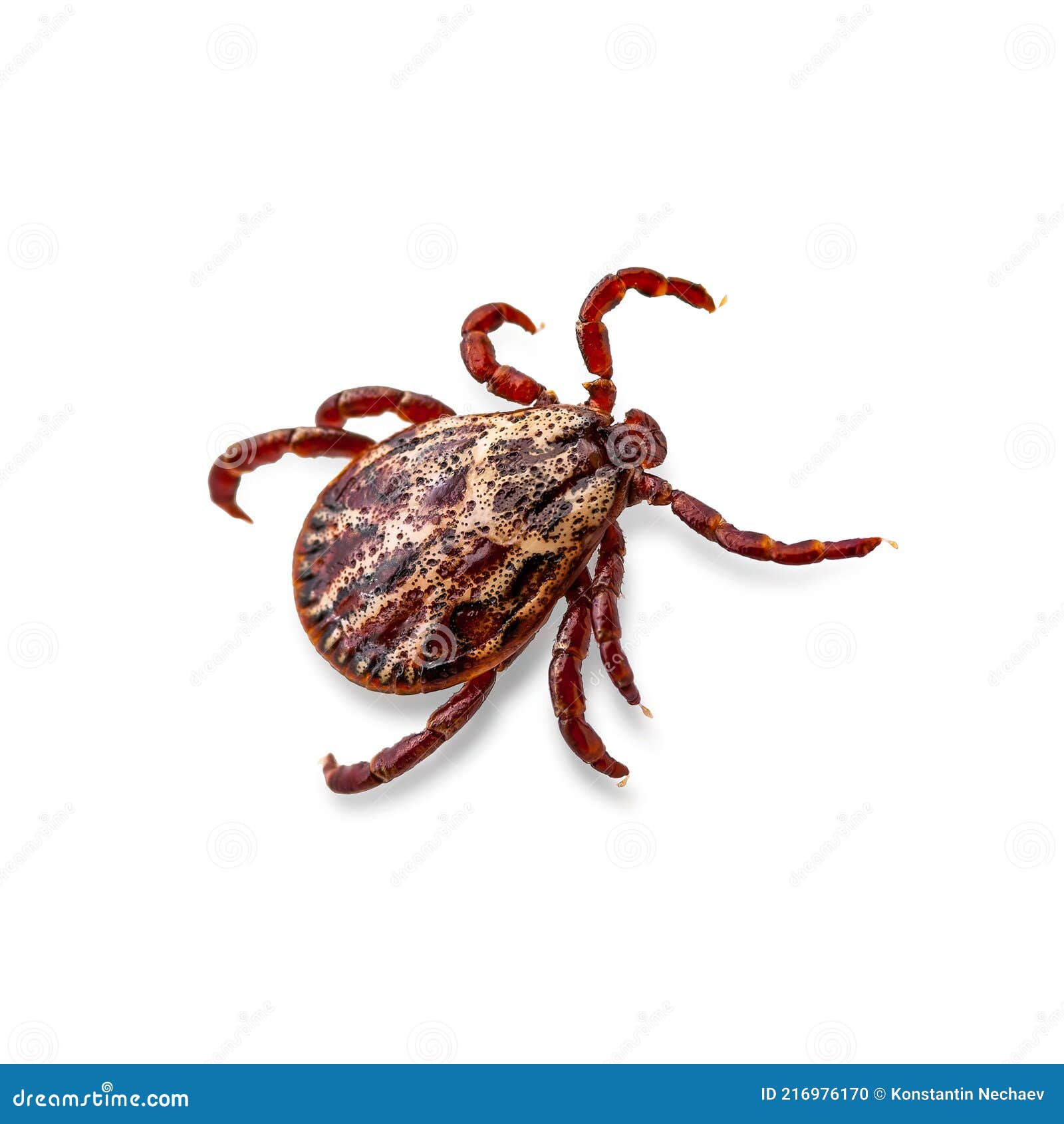 lyme disease infected tick arachnid  on white. encephalitis virus or borreliosis infectious dermacentor parasite