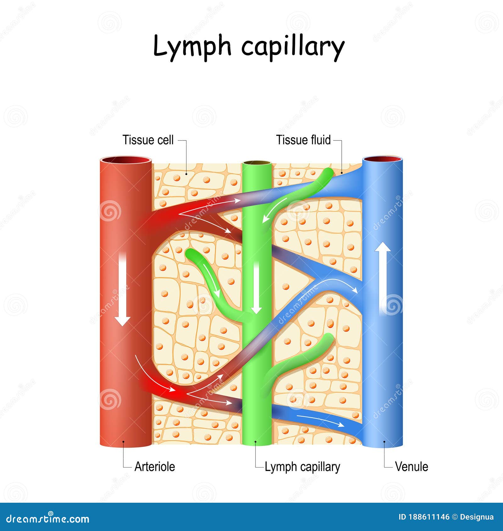 lymph capillary in human tissue. blood vessel: venule and arteriole