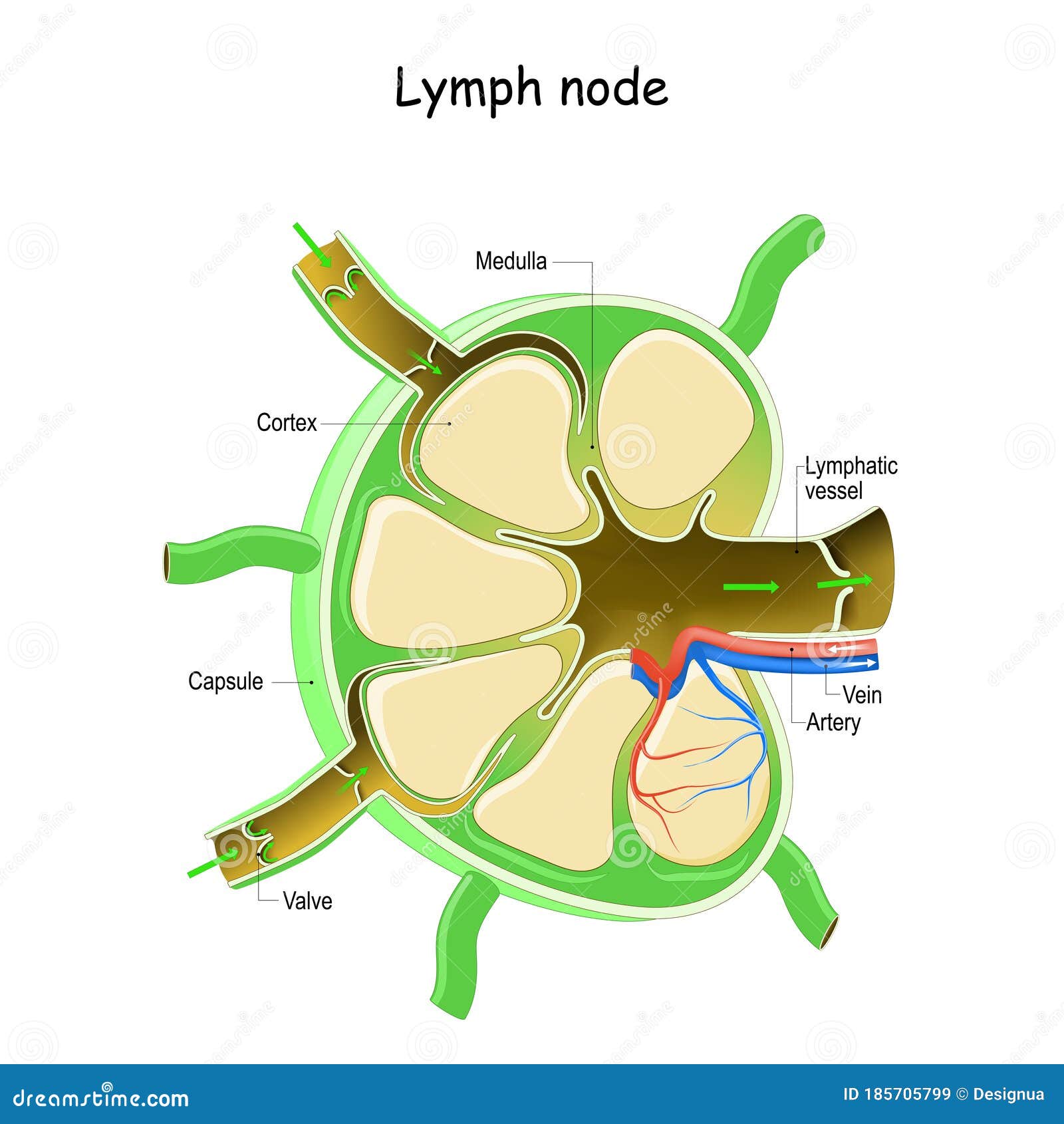 Lymph nodes and vessels