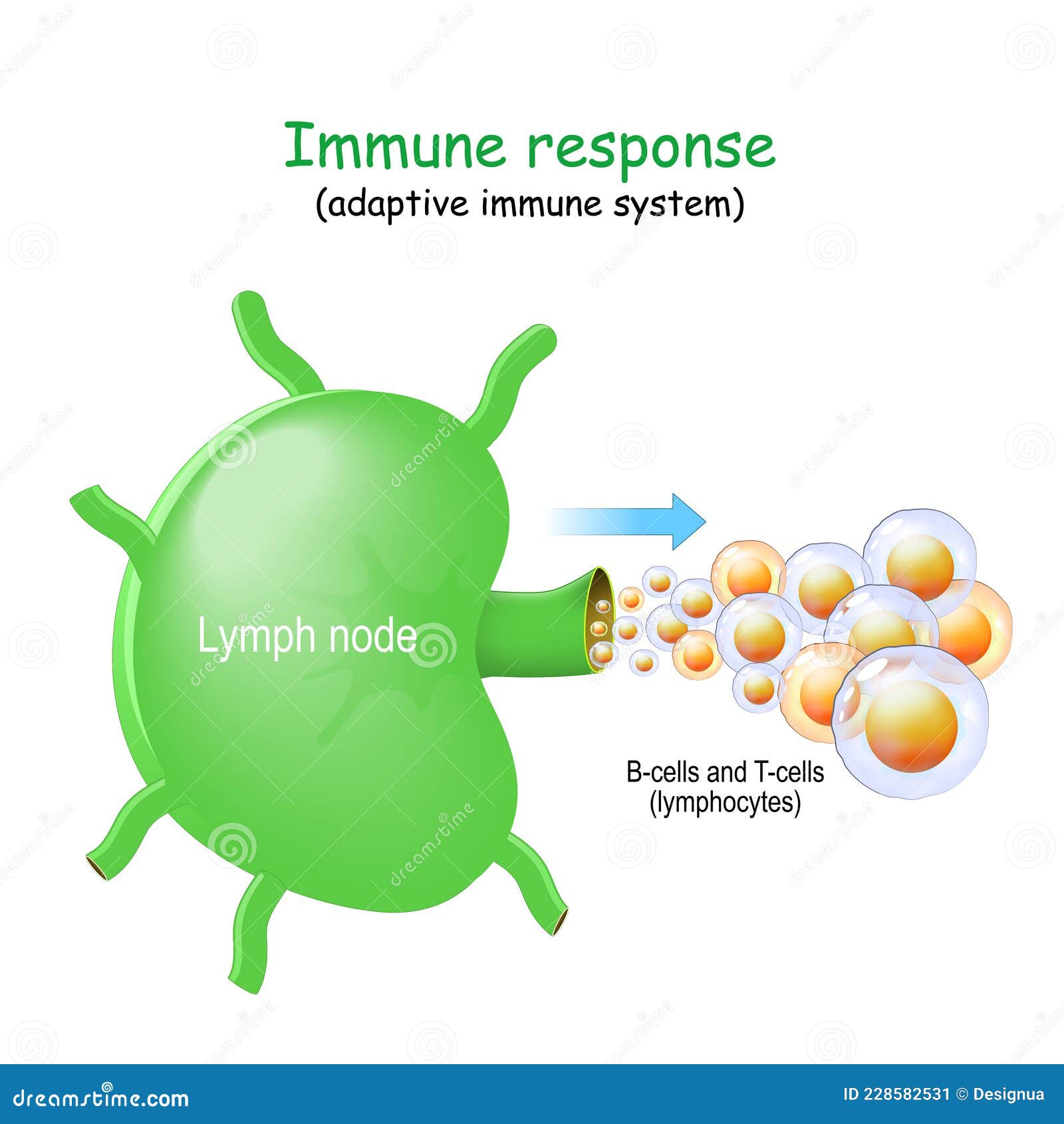 Lymph Node and Bcells and Tcells Stock Vector Illustration of