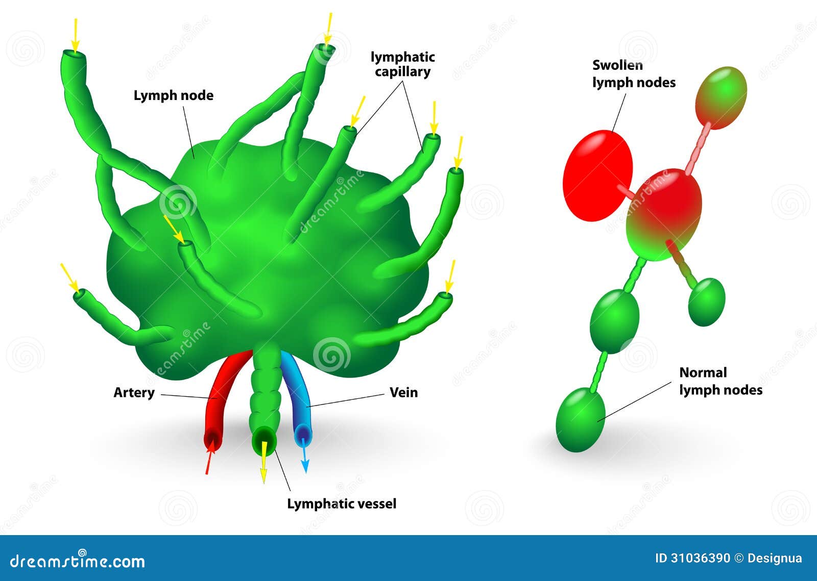 Lymph Node Stock Photo Image 31036390 Lymph Node Stock Photo Image 31036390