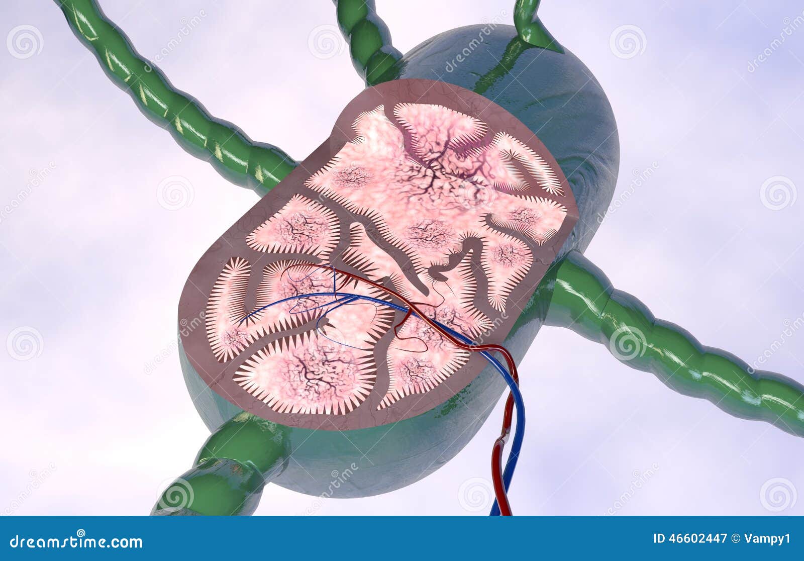 lymph node anatomy