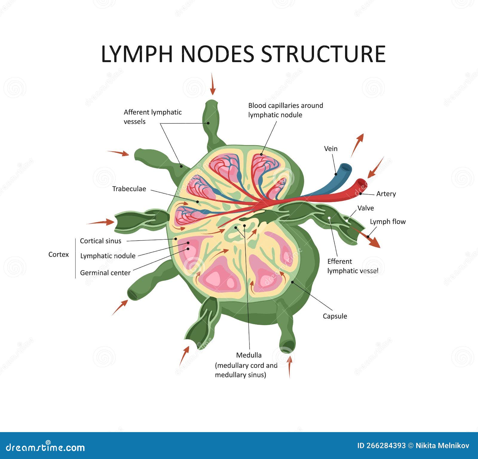 Lymph Node Structure Medical Educational Science Vector Illustration ...