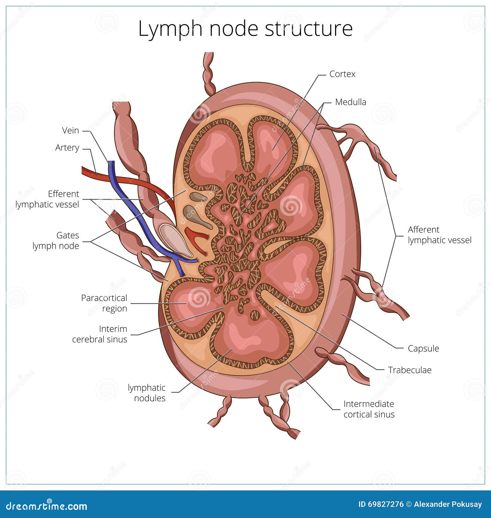 lymph node structure medical educational 