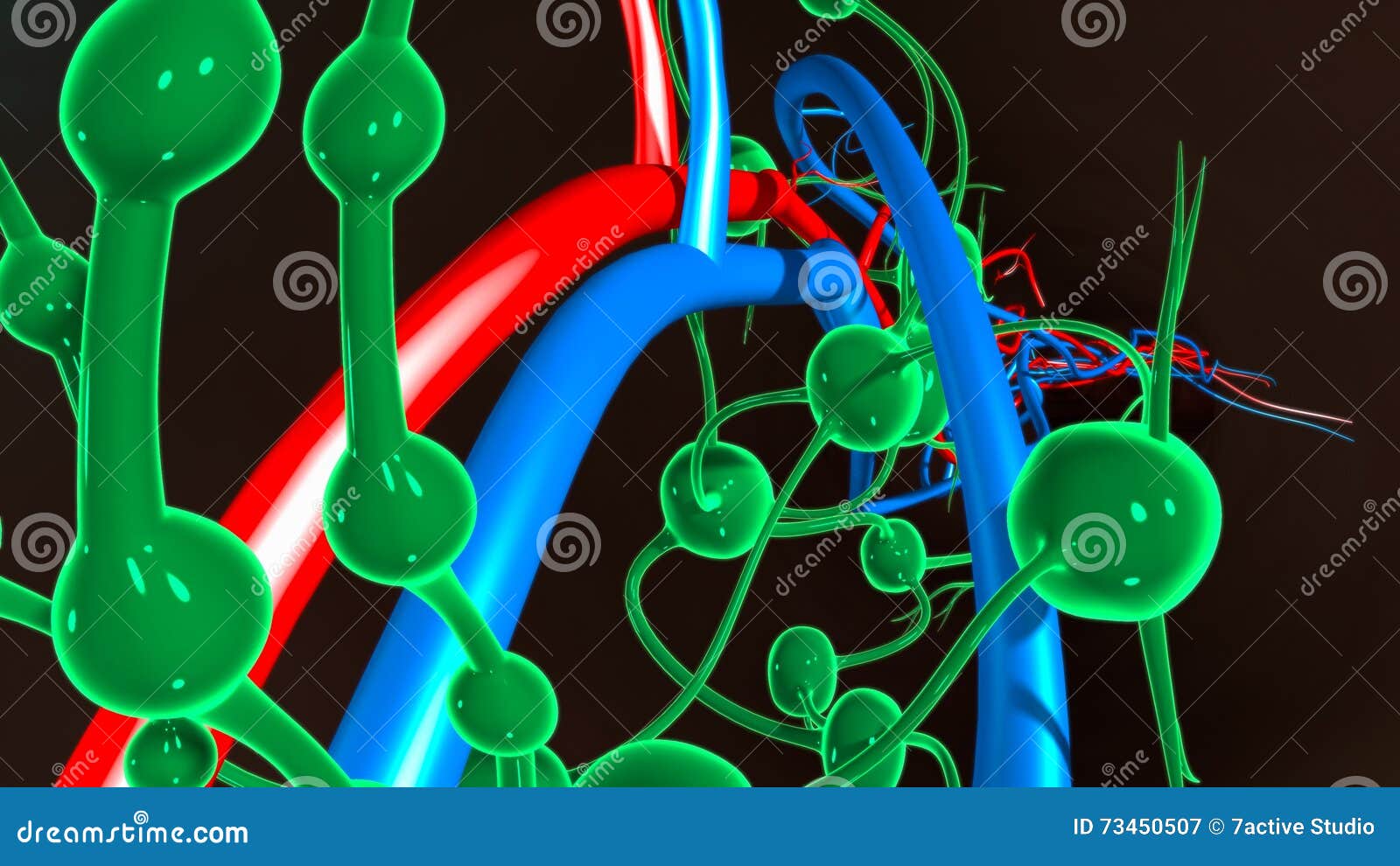 lymph nodes