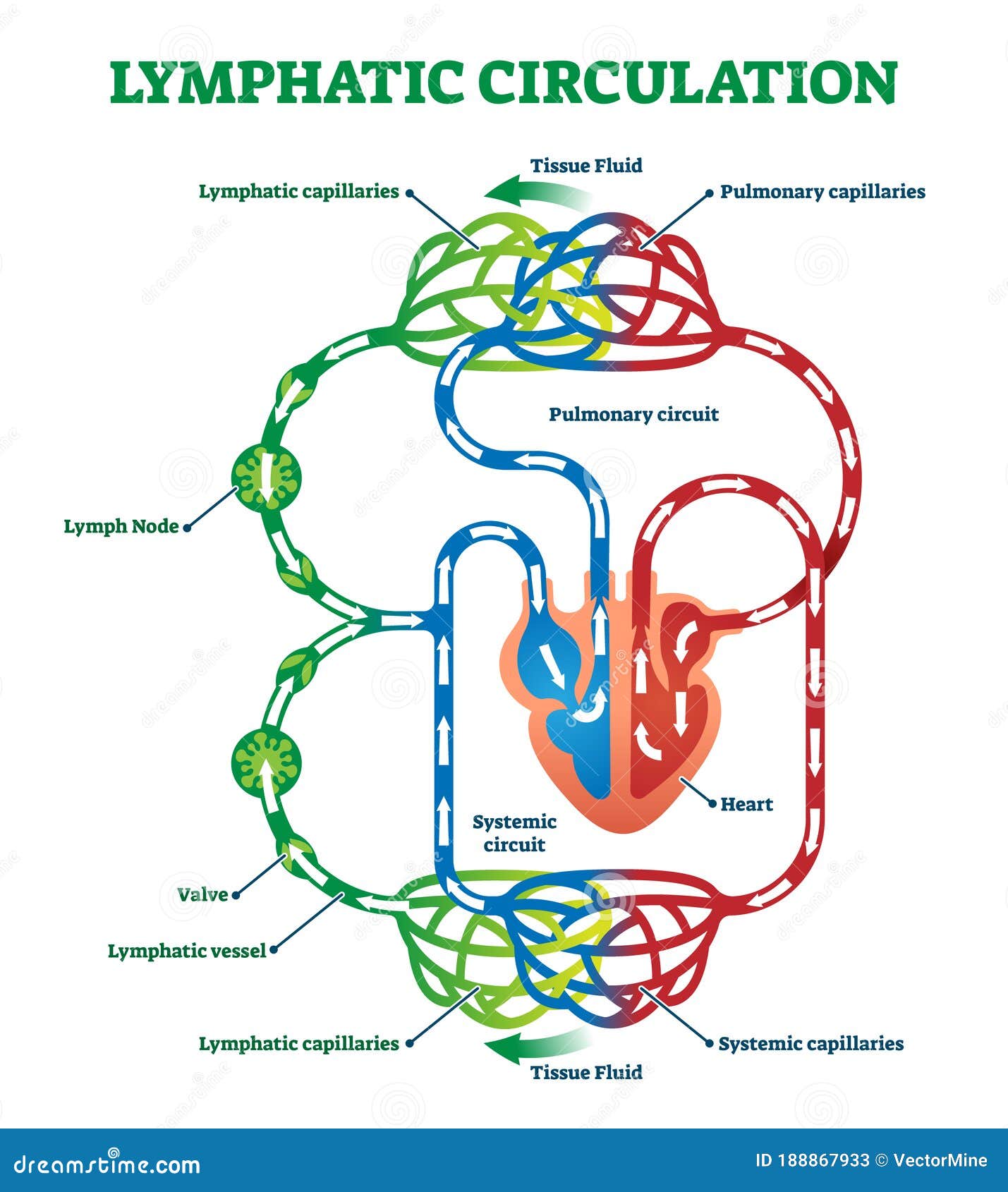 lymphatic circulation system with lymph transportation  .