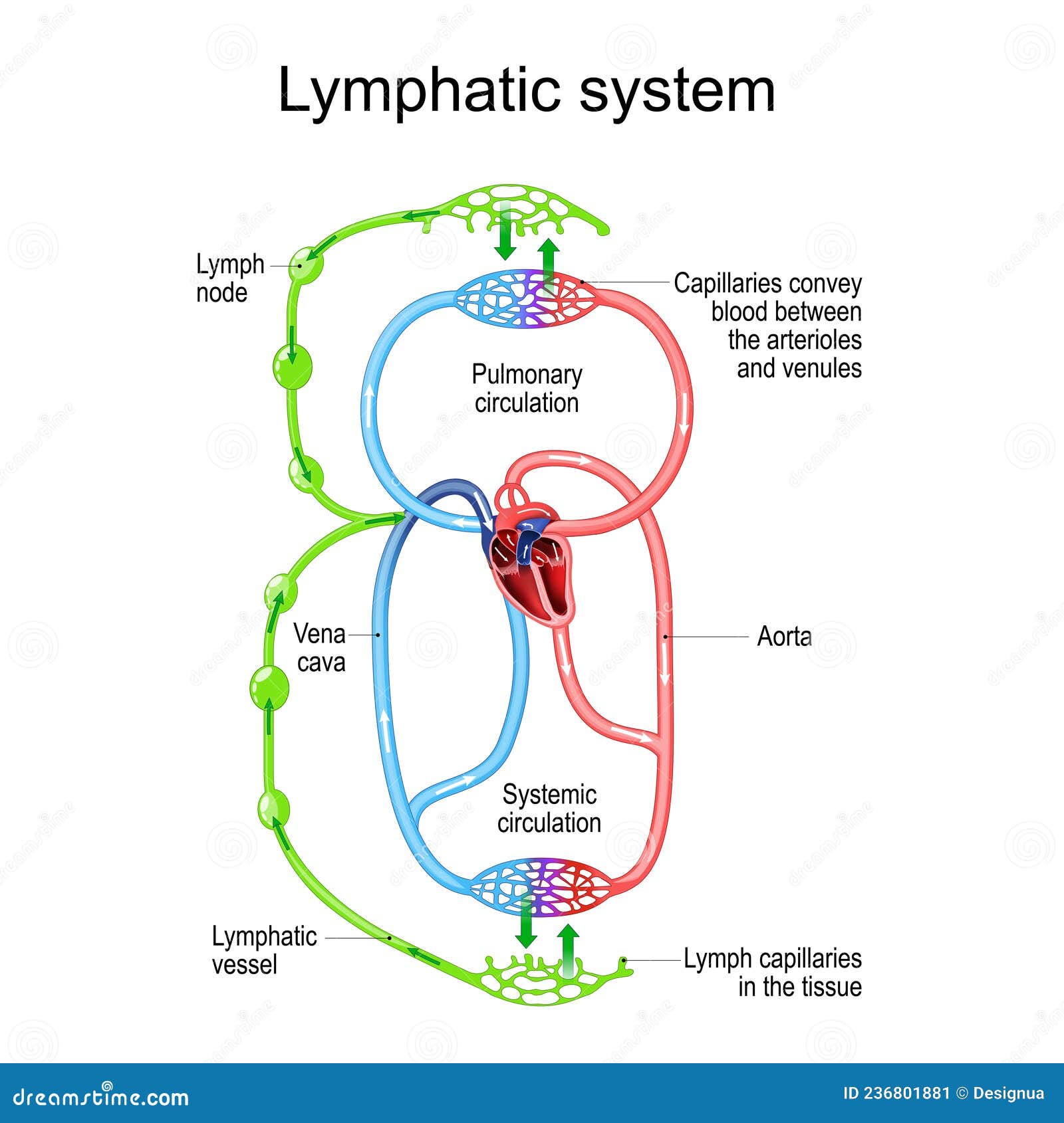 lymphatic circulation system. parts of immune and circulatory system
