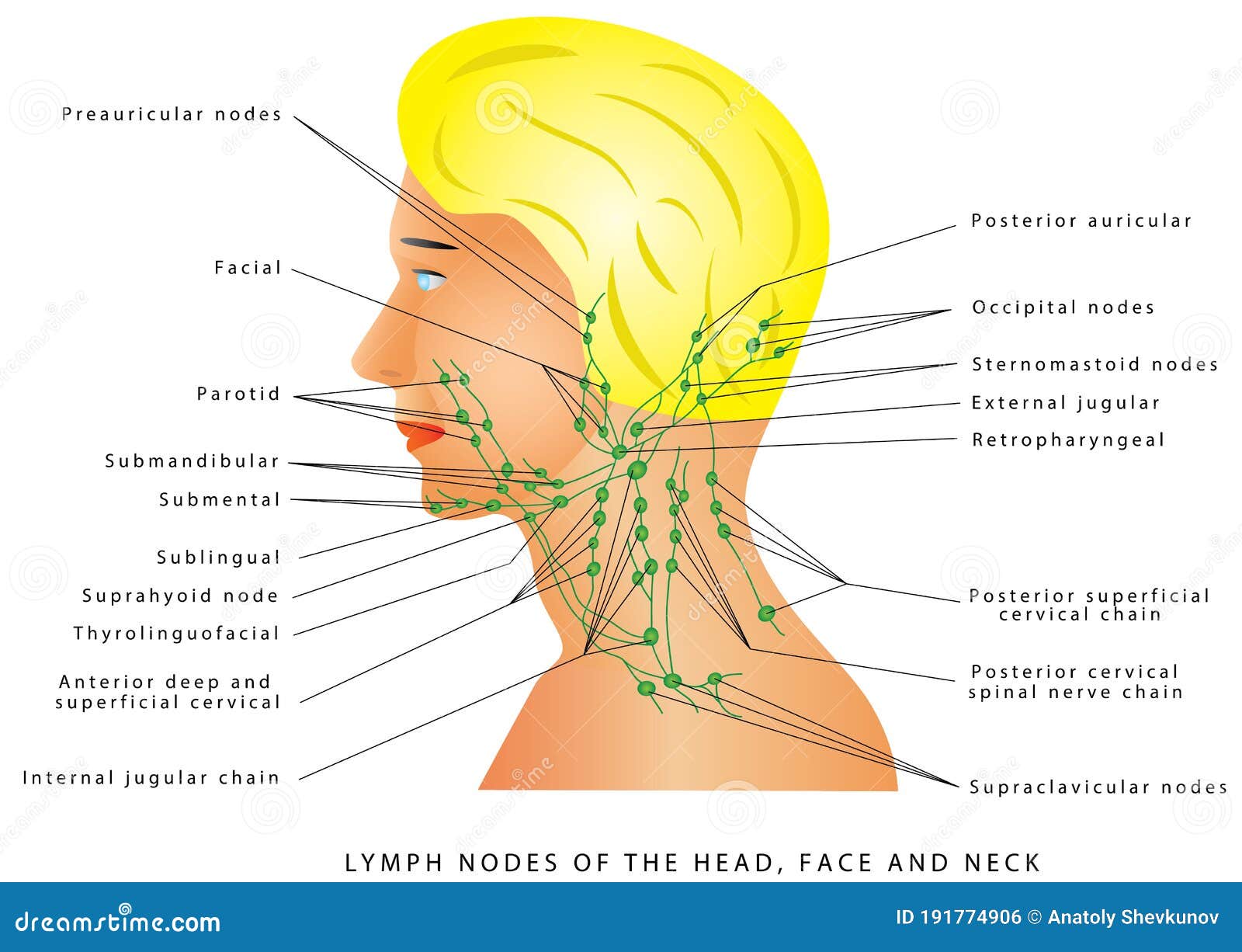 Lymphatic Drainage Stock Vector Illustration Of Occipital 191774906