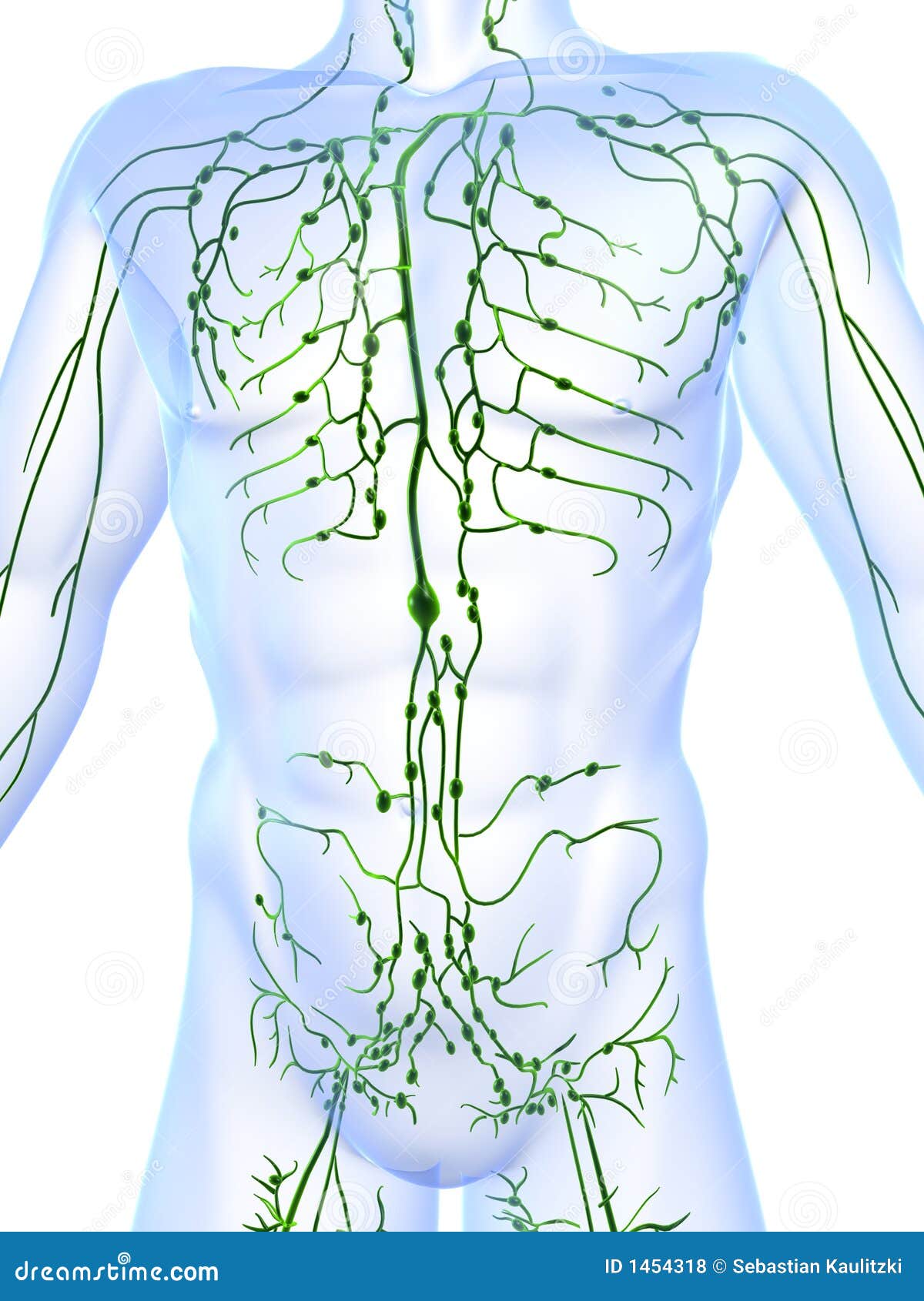 Lymphatic System Stock Illustration Illustration Of Gland 1454318