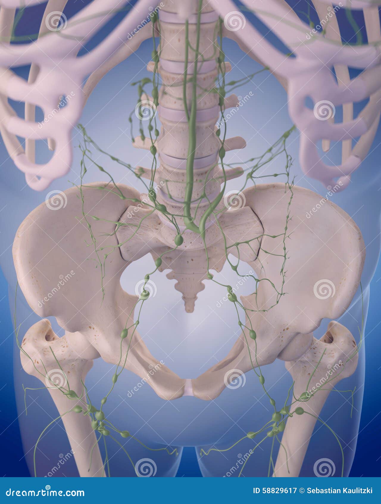 The Lymphatic System - The Abdomen Stock Illustration - Illustration of