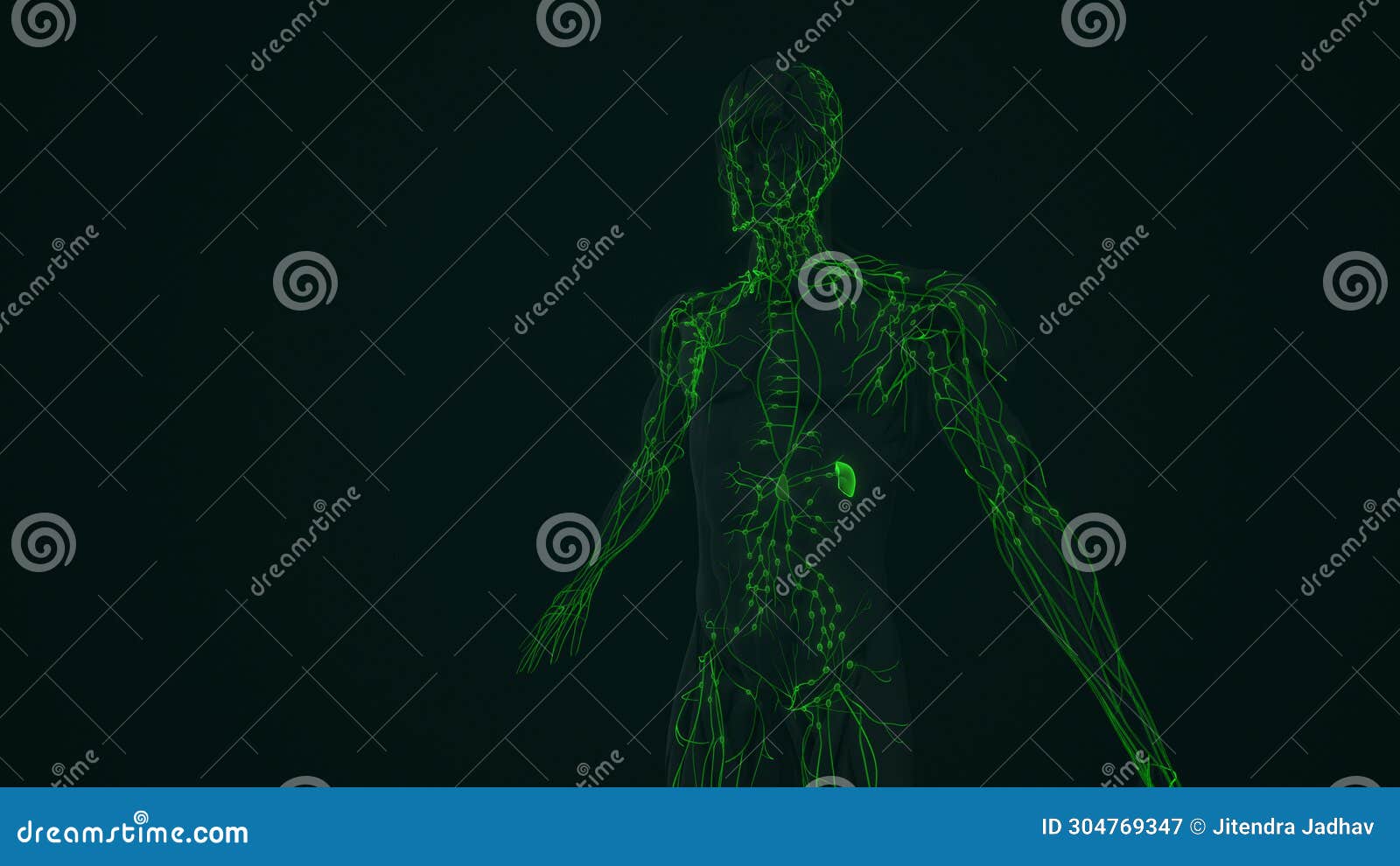 Human Lymphatic System Anatomy Animation Royalty Biology Diagrams