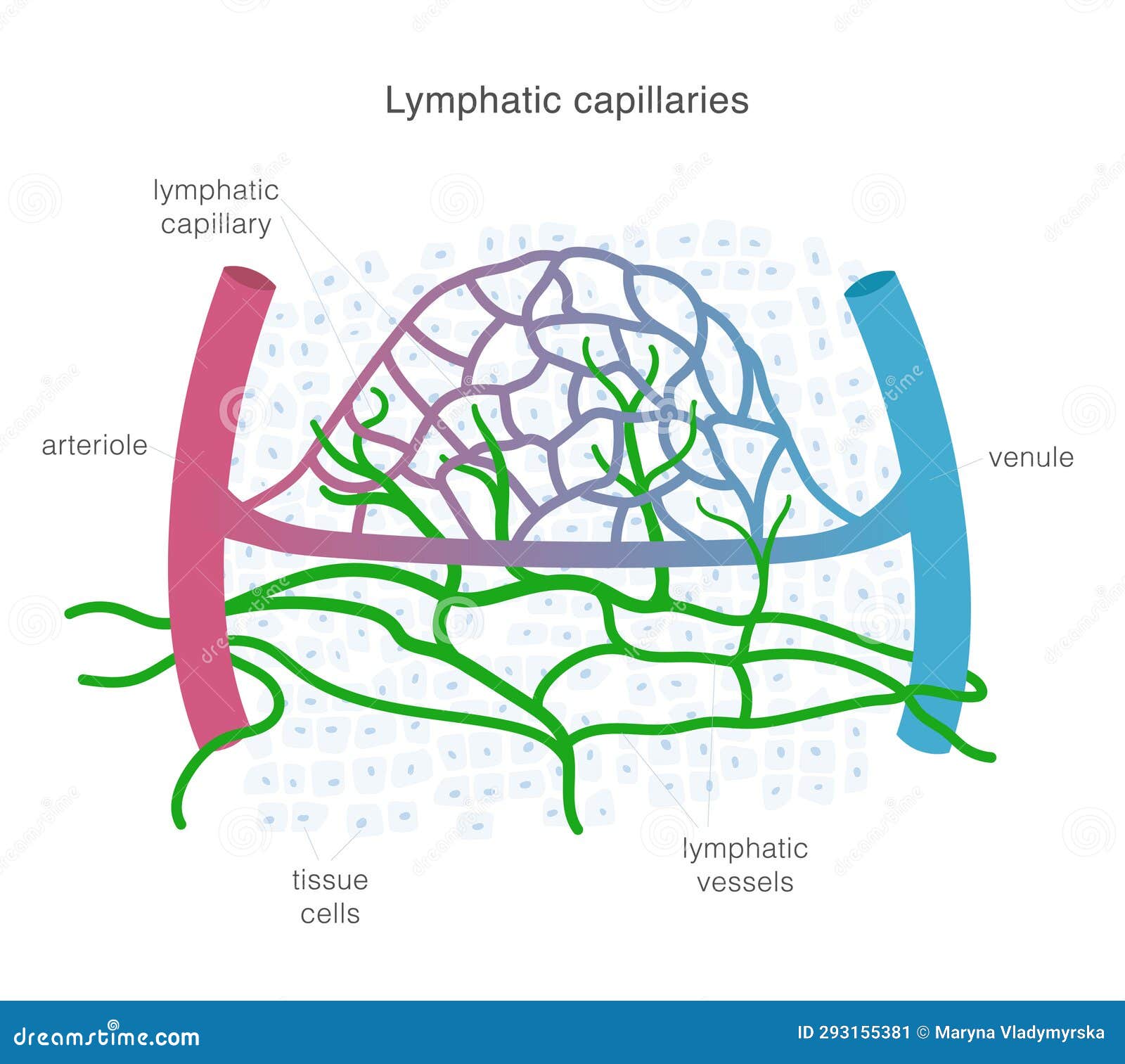 Lymphatic System of Capillaries and Vessels in Complex with Blood ...