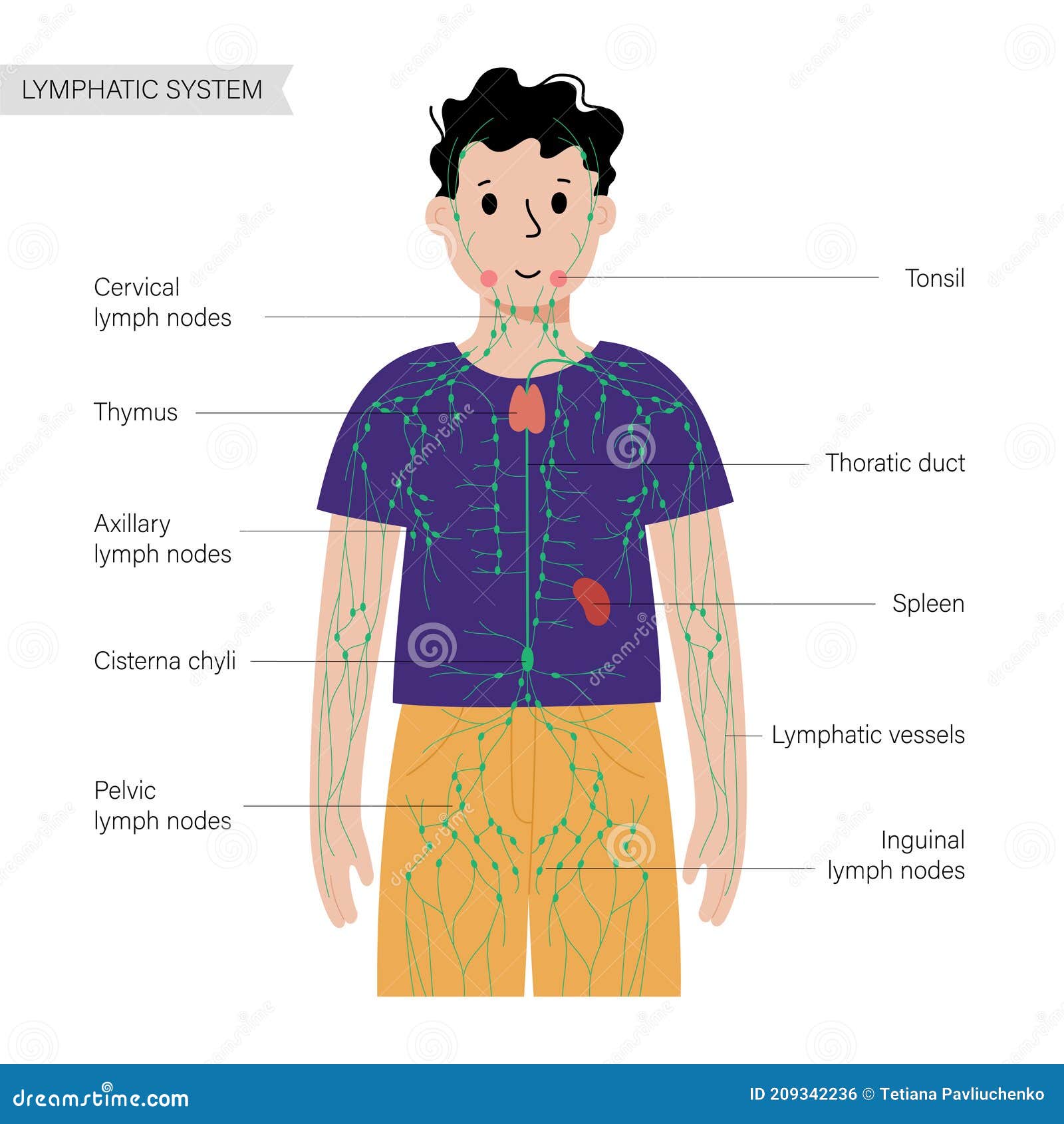 Lymphatic System In Human Body Stock Vector Illustration Of Lymph