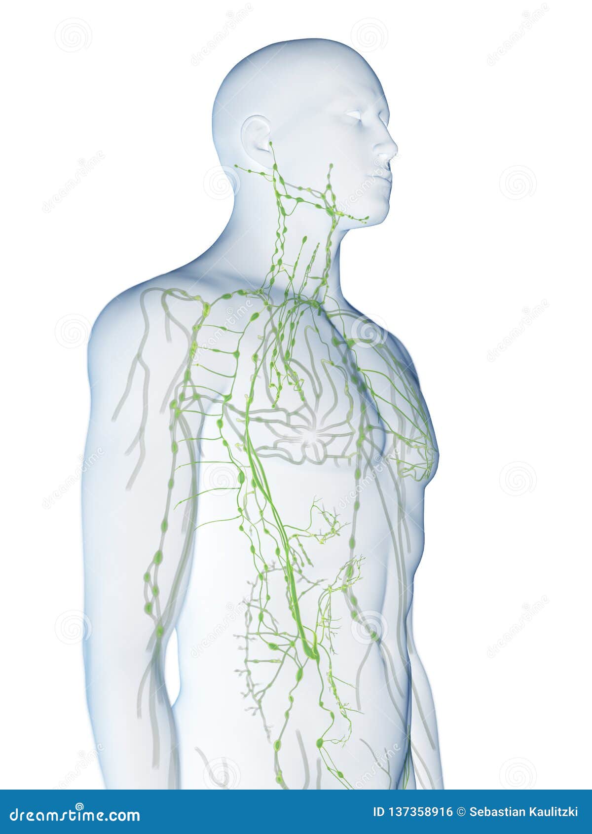 The Lymphatic System Stock Illustration Illustration Of Duct 137358916