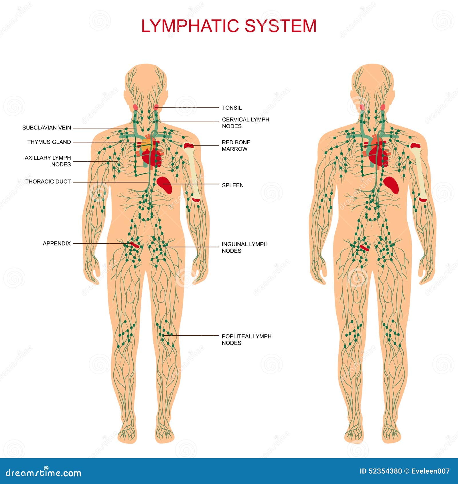 Human anatomy, lymphatic system, medical illustration, lymph nodes