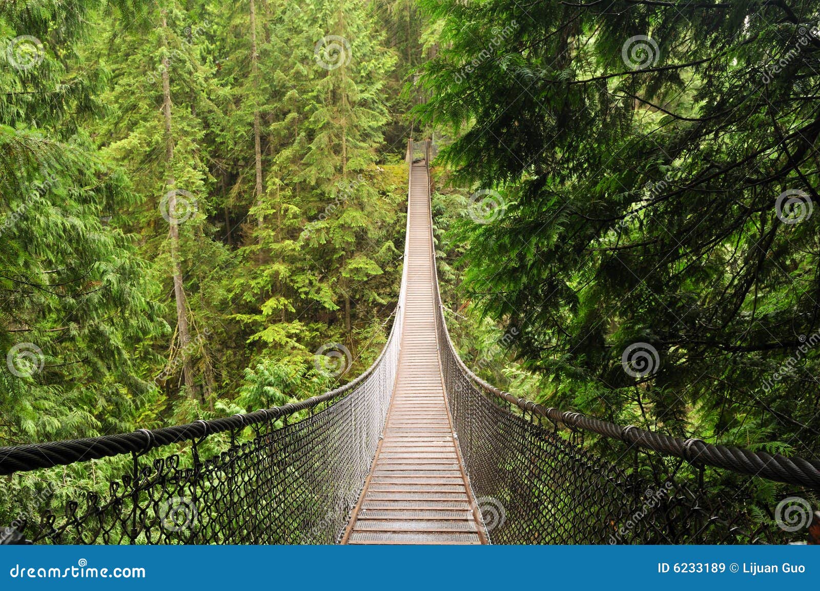 Lynn Valley Suspension Bridge Stock Image Image of scenery, valley