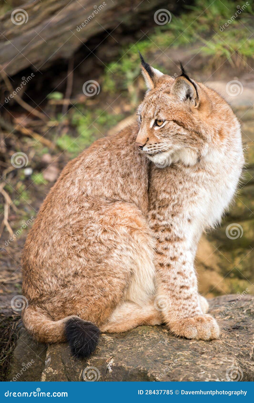 Lynx image stock. Image du carnivore, eurasien, espèces - 28437785