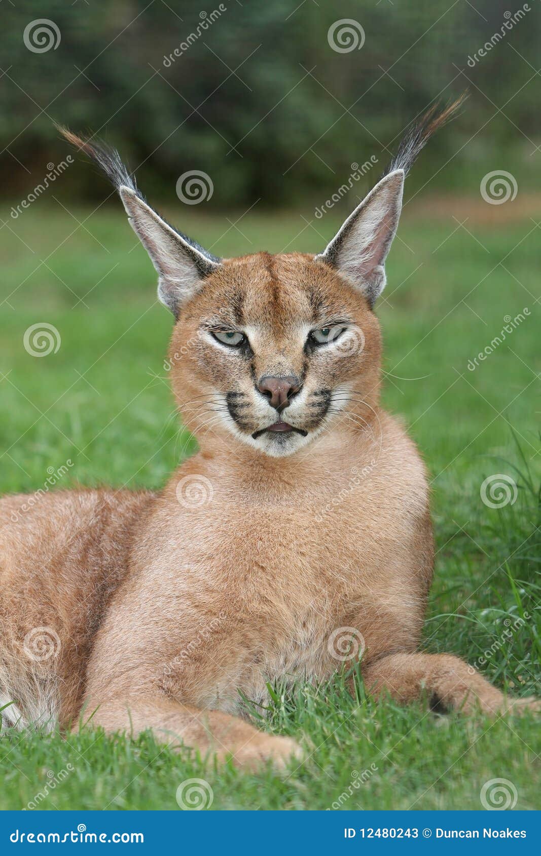 lynx or caracal wild cat