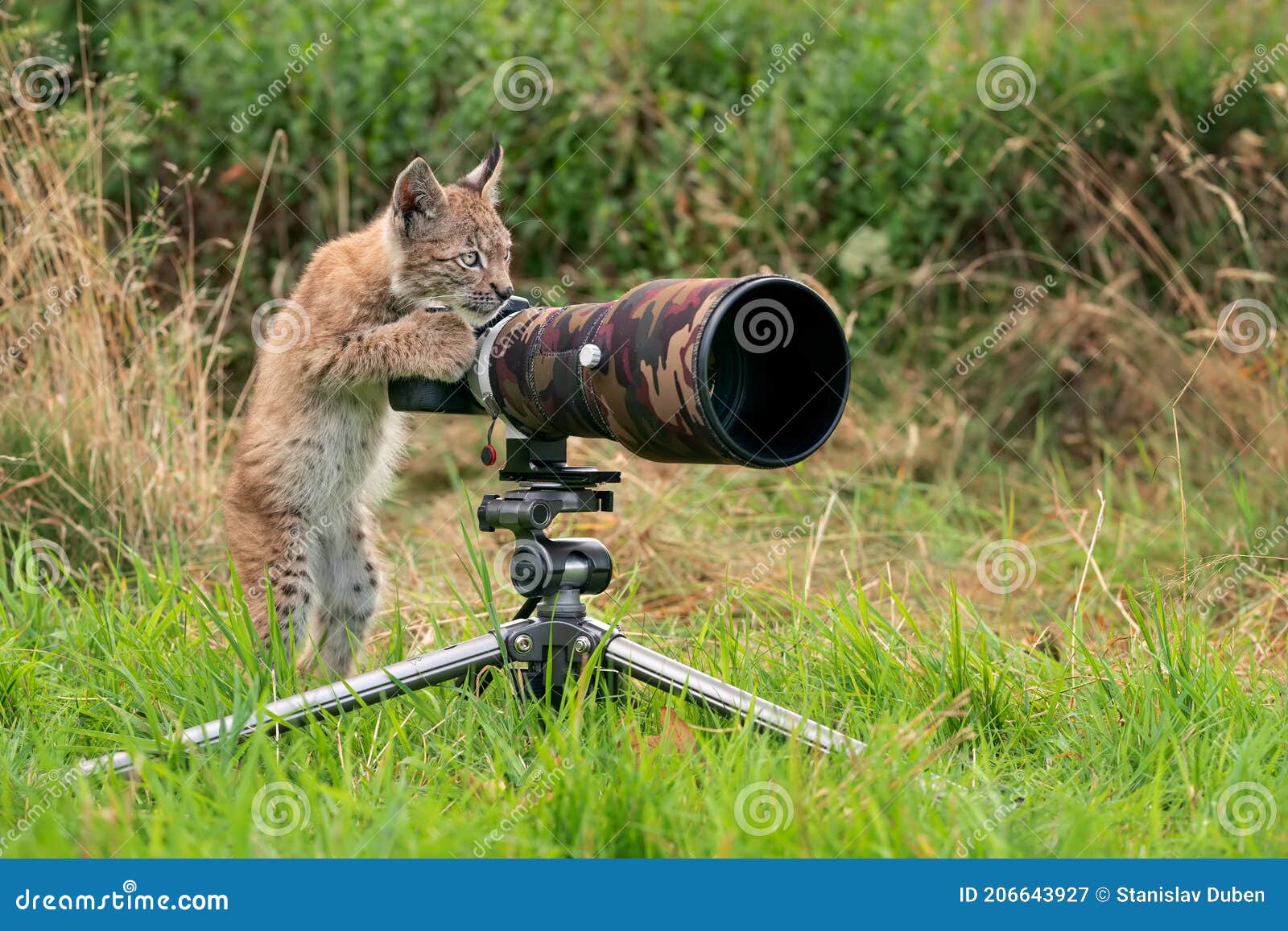 Lynx Cub As Wildlife Photographer. Funny Image of Lynx Acting Like a Human.  Animal Photo Stock Image - Image of technology, funny: 206643927