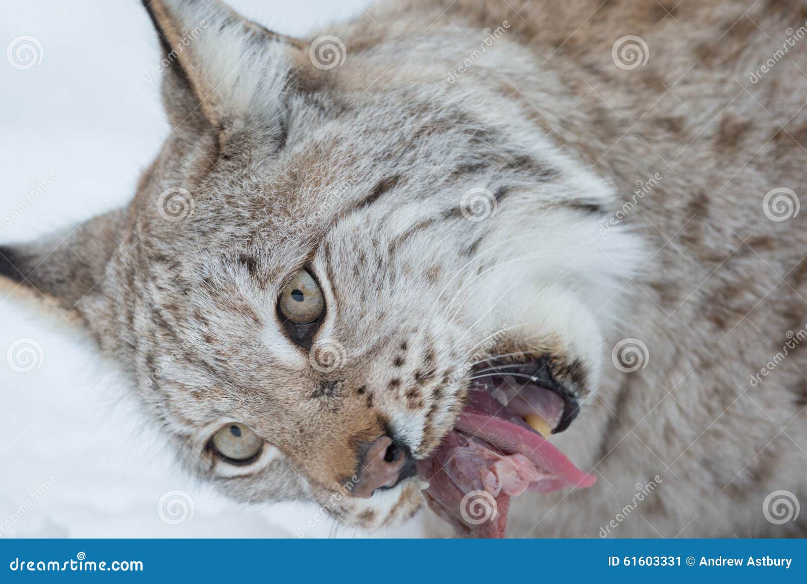 Lynx Eating stock image. Image of scandinavia, wildlife 61603331