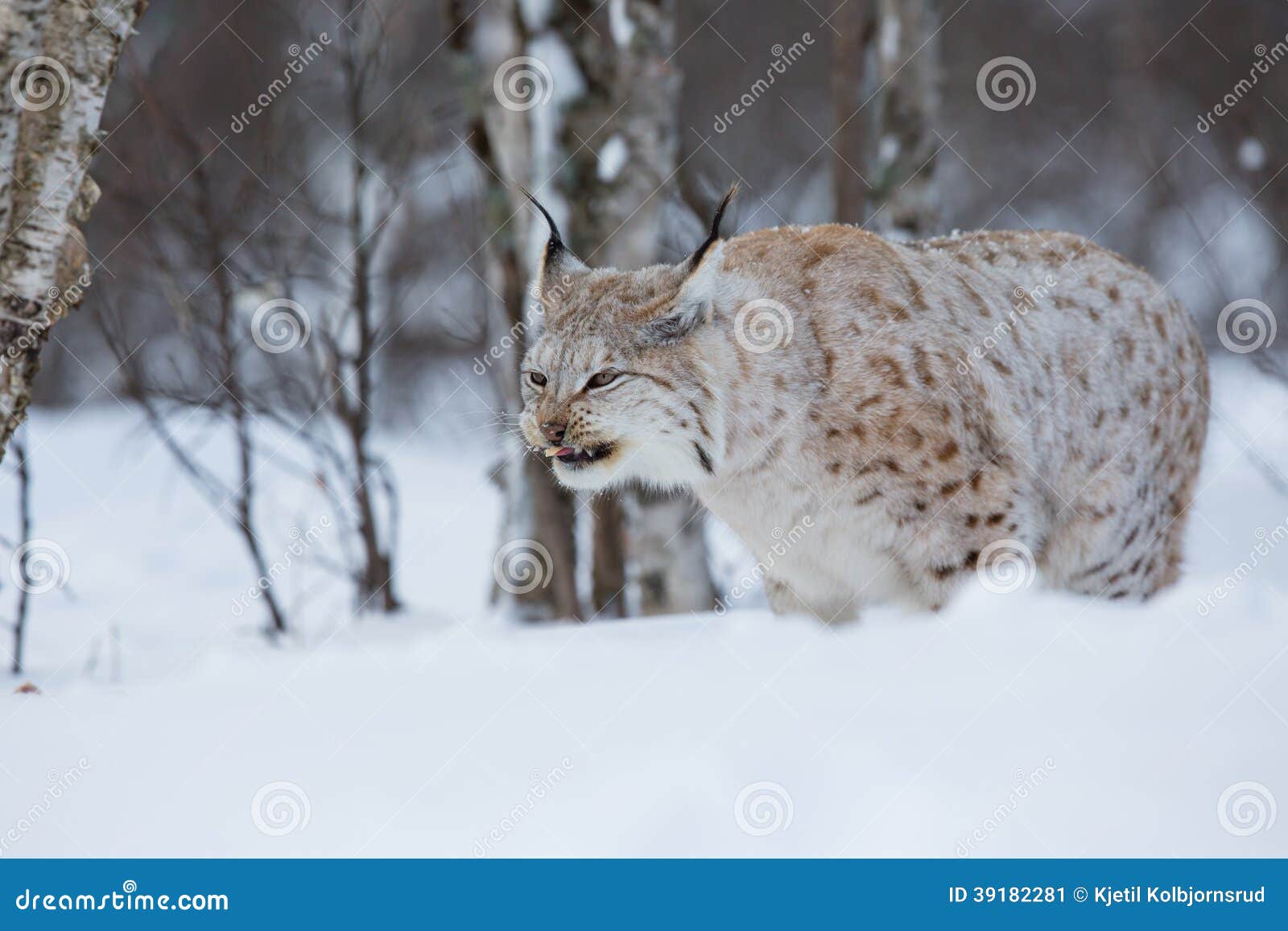 Lynx Eating Meat in the Forest Stock Image - Image of nature, pets ...