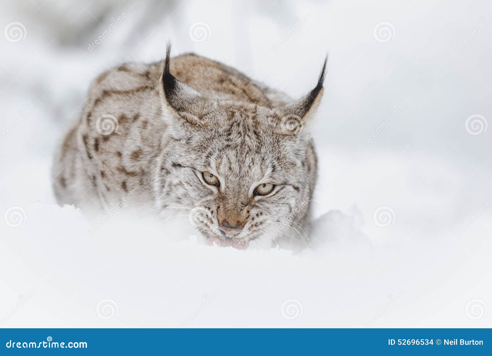 Lynx feeding stock photo Image of lynx boreal close Biology Diagrams
