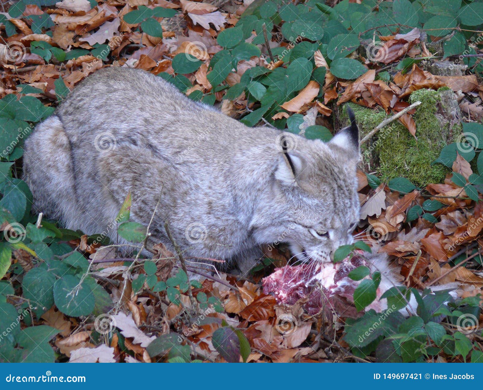 Lynx eating stock image. Image of lynx, predetor, gray 149697421