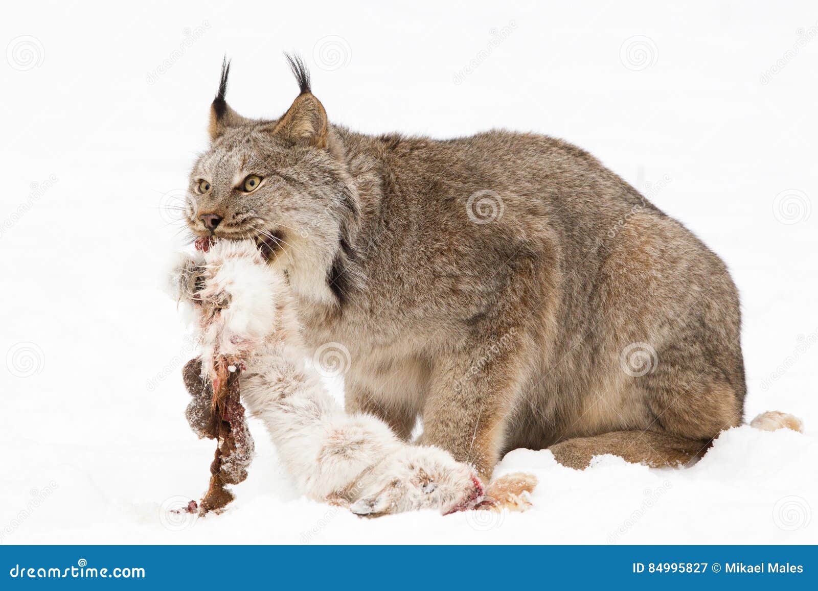 lynx with freshly killed snow shoe hare