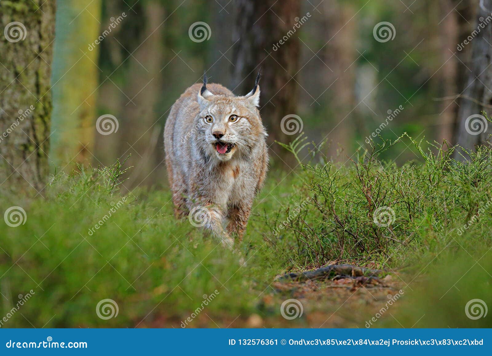 Lynx in Green Forest. Wildlife Scene from Nature. Walking Eurasian Lynx ...