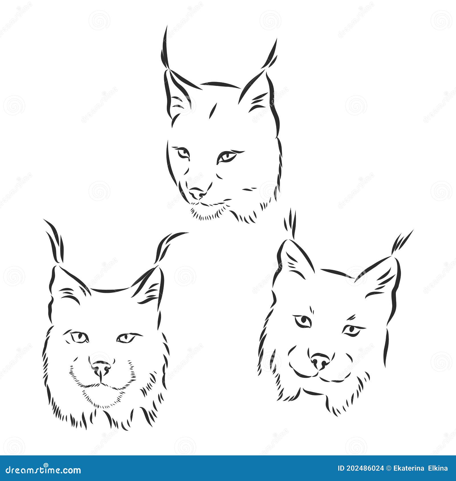 Lynx Head Black and White Sketch Vector, Lynx Vector Sketch ...