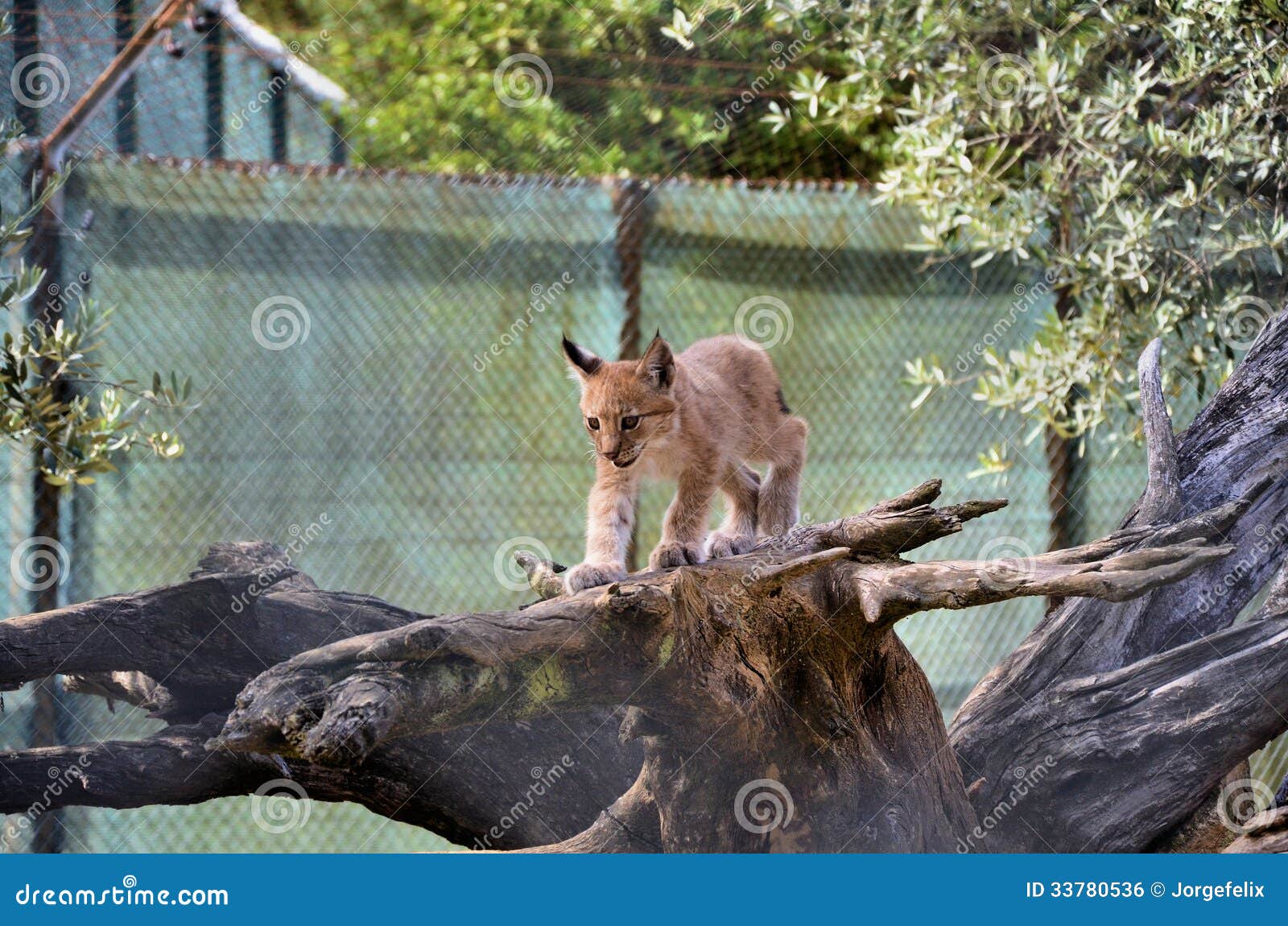 Iberian lynx cub on top of a tree trunk