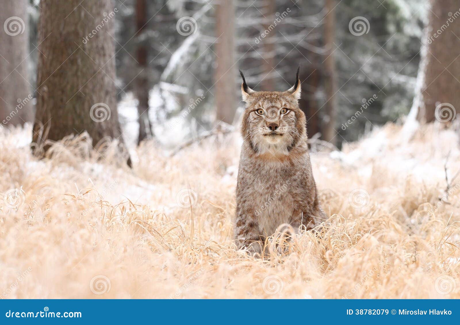 Lynx looking stock image. Image of elegant, snow, wild - 38782079
