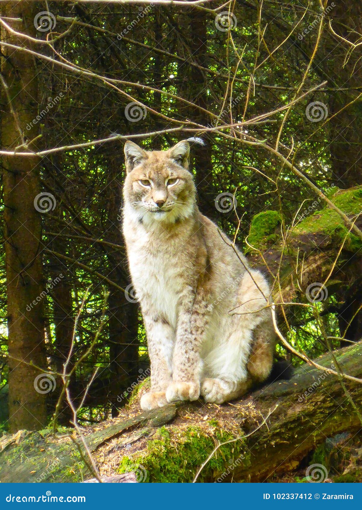 Lynx stock photo. Image of bobcat, animal, bavarian - 102337412
