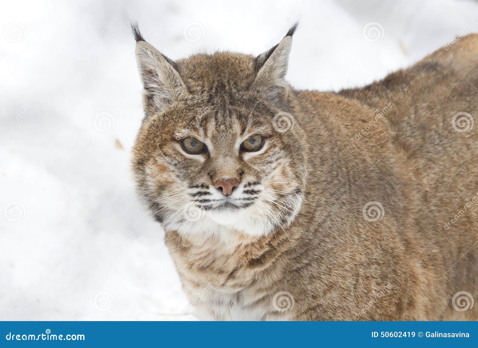 Lynx Ou Chat Sauvage Rouge Image Stock Image Du Glands Lynx Ou Chat Sauvage Rouge Image Stock Image Du Glands