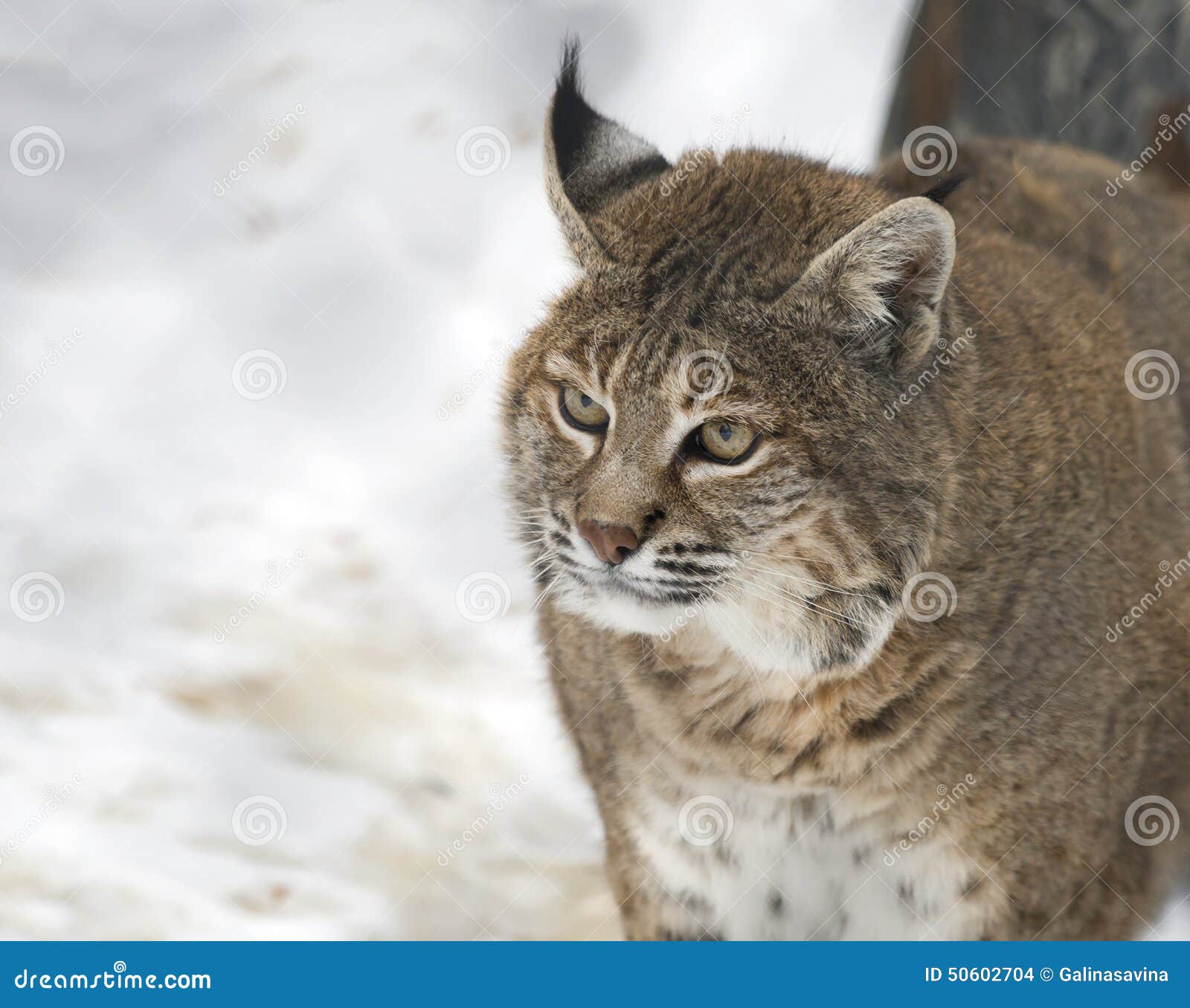 Lynx Ou Chat Sauvage Rouge Photo Stock Image Du Laines Lynx Ou Chat Sauvage Rouge Photo Stock Image Du Laines