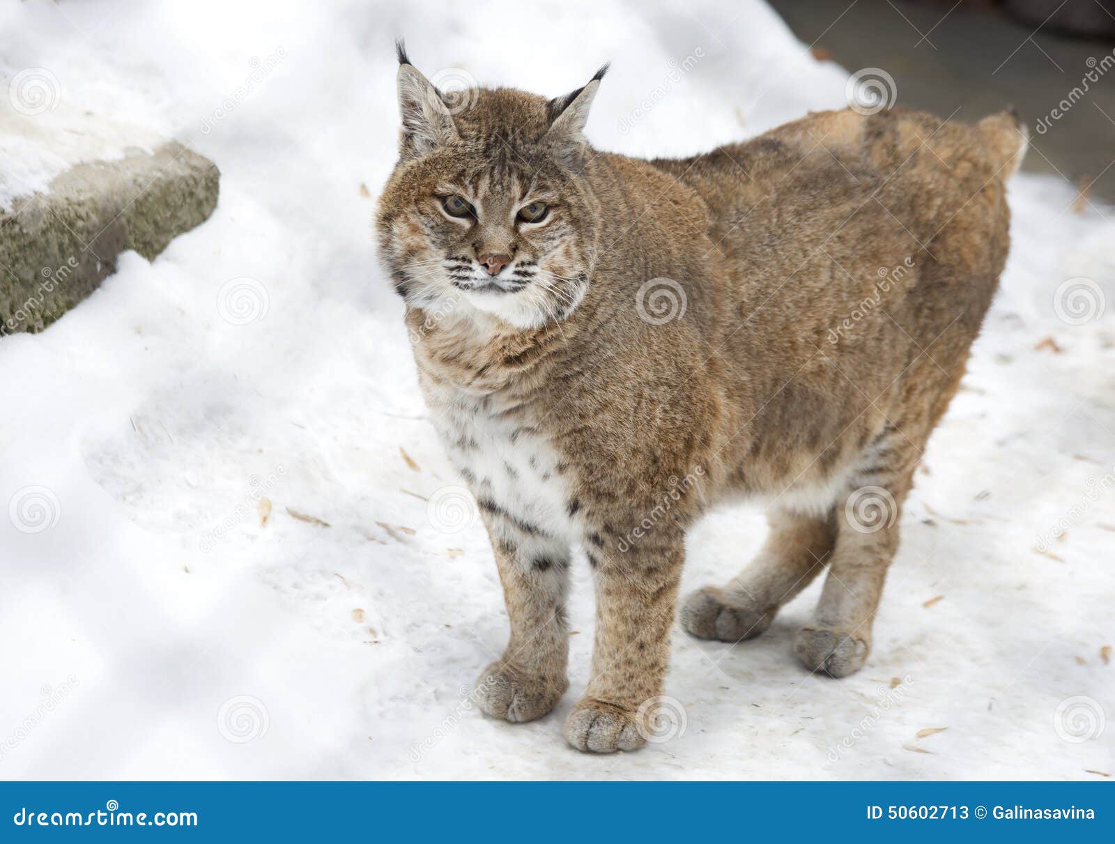 Lynx Ou Chat Sauvage Rouge Image Stock Image Du Predateur Lynx Ou Chat Sauvage Rouge Image Stock Image Du Predateur