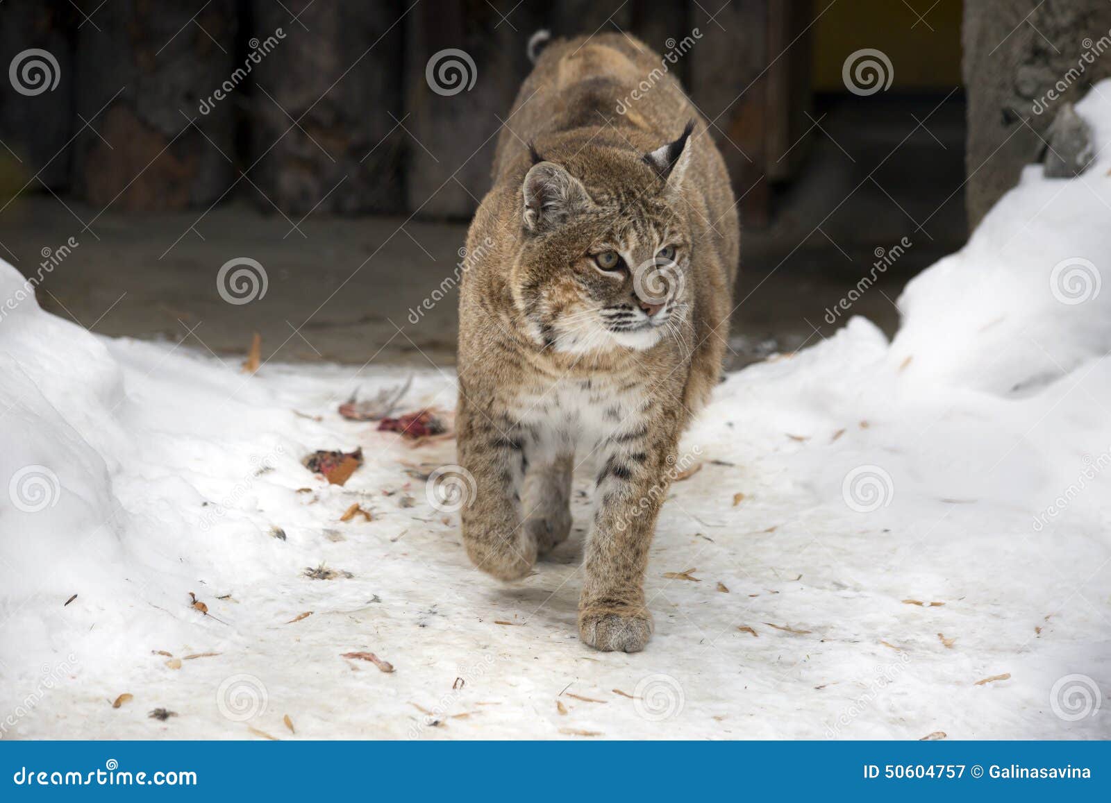 Lynx Ou Chat Sauvage Rouge Image Stock Image Du Chat Lynx Ou Chat Sauvage Rouge Image Stock Image Du Chat