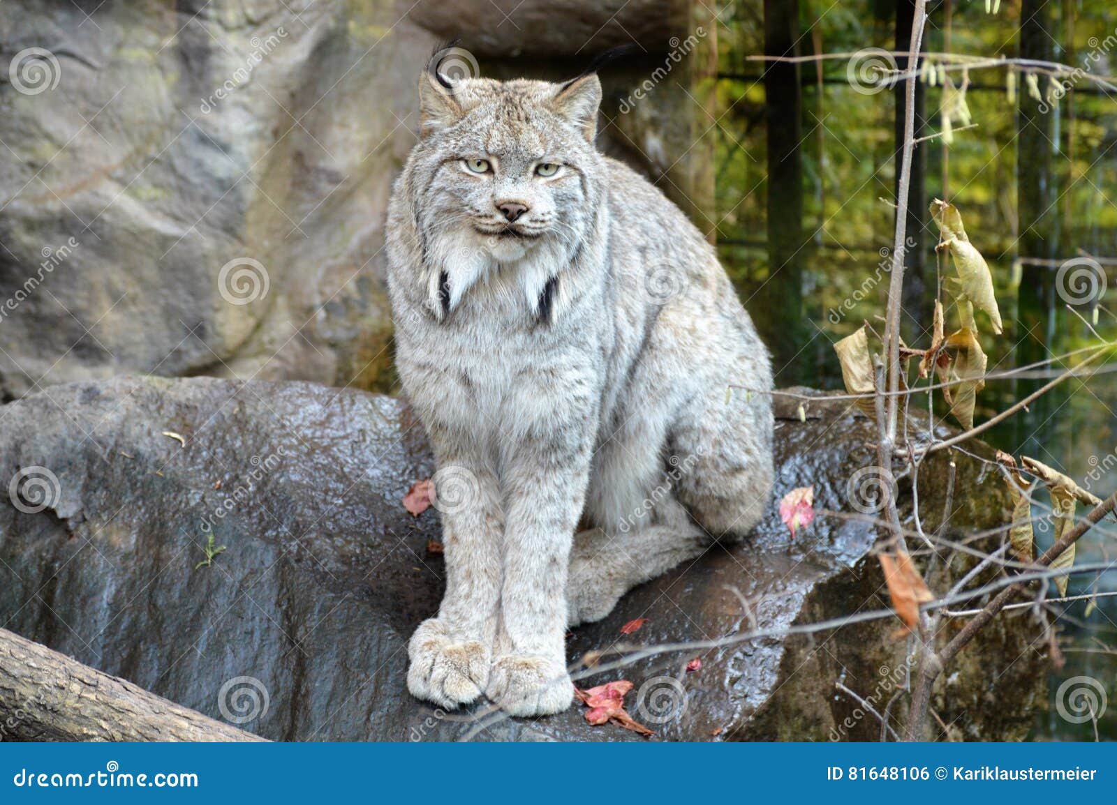 Lynx stock photo. Image of close, expression, attraction 81648106