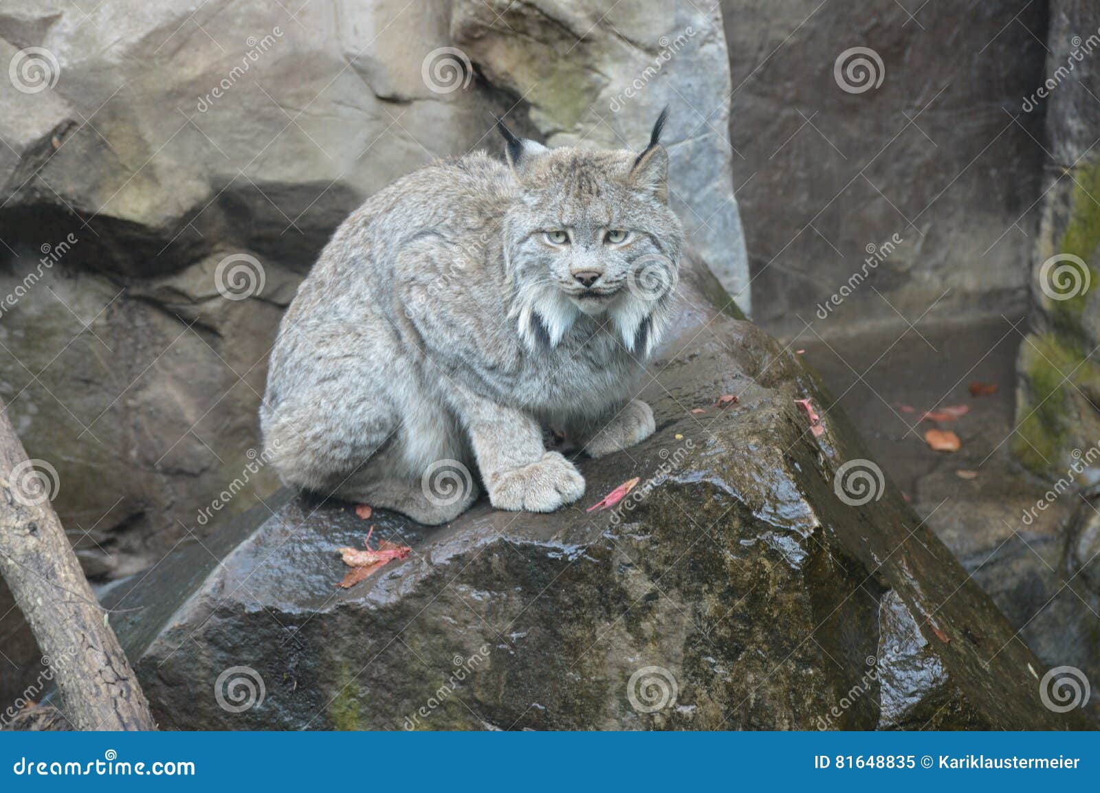 Lynx stock image. Image of background, eyes, alert, fall 81648835
