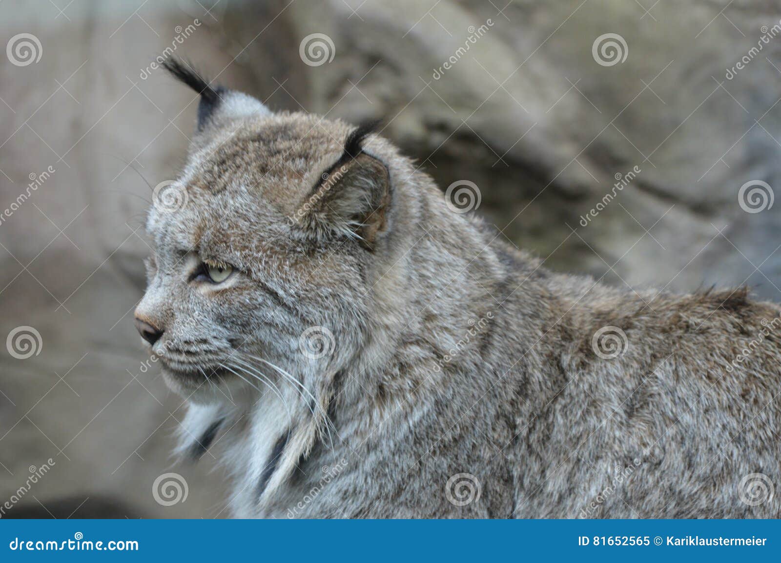 Lynx stock image. Image of black, canadian, icon, explore 81652565