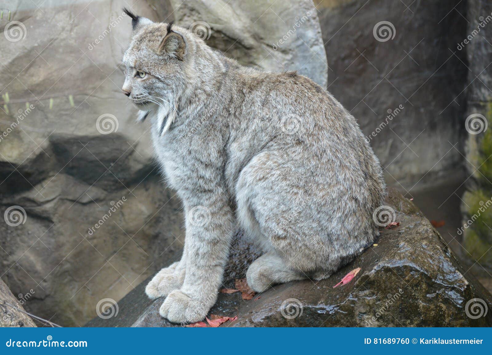 Lynx stock photo. Image of black, journey, alert, autumn 81689760