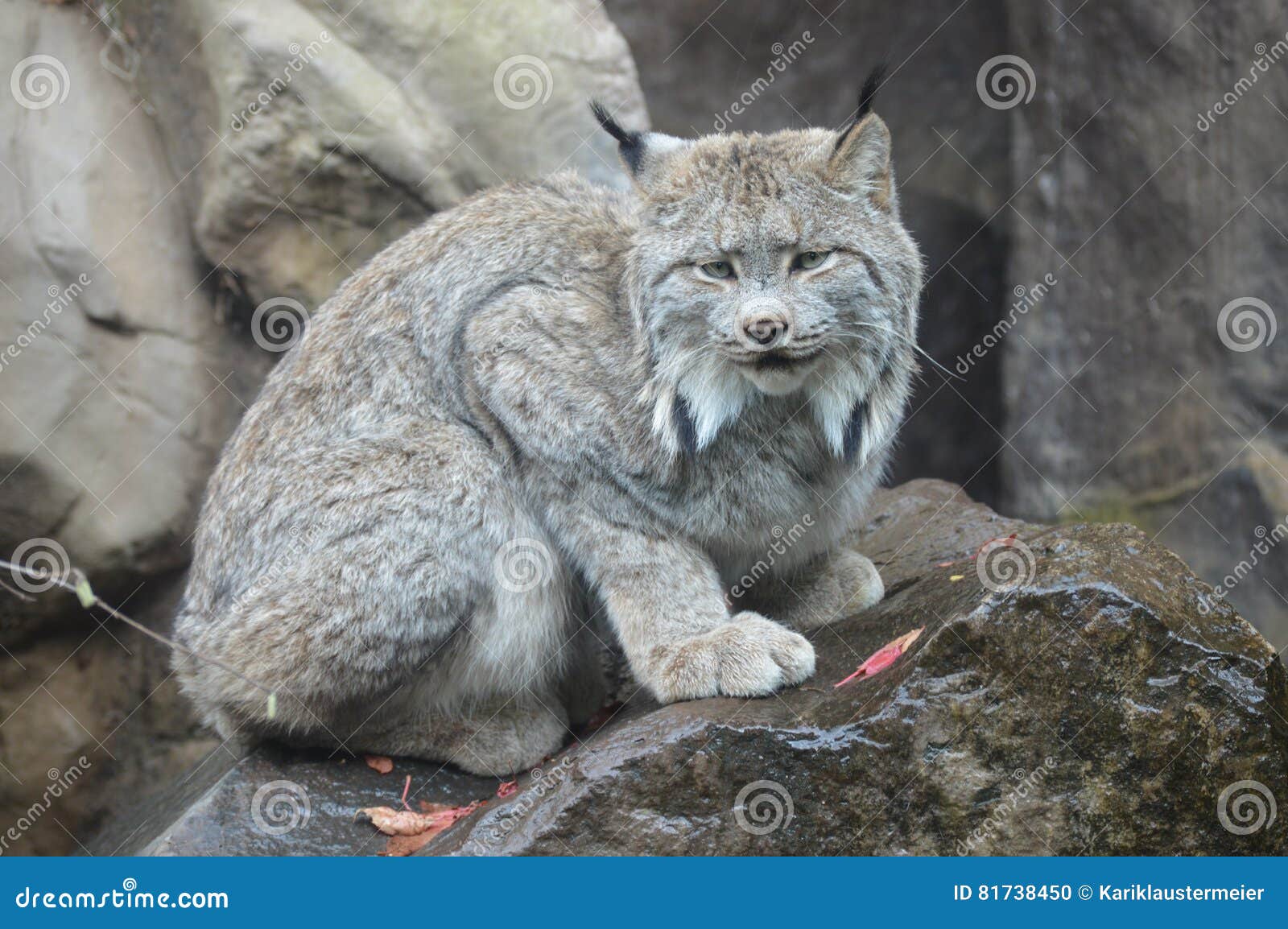 Lynx stock photo. Image of bottom, lynx, edge, brown 81738450