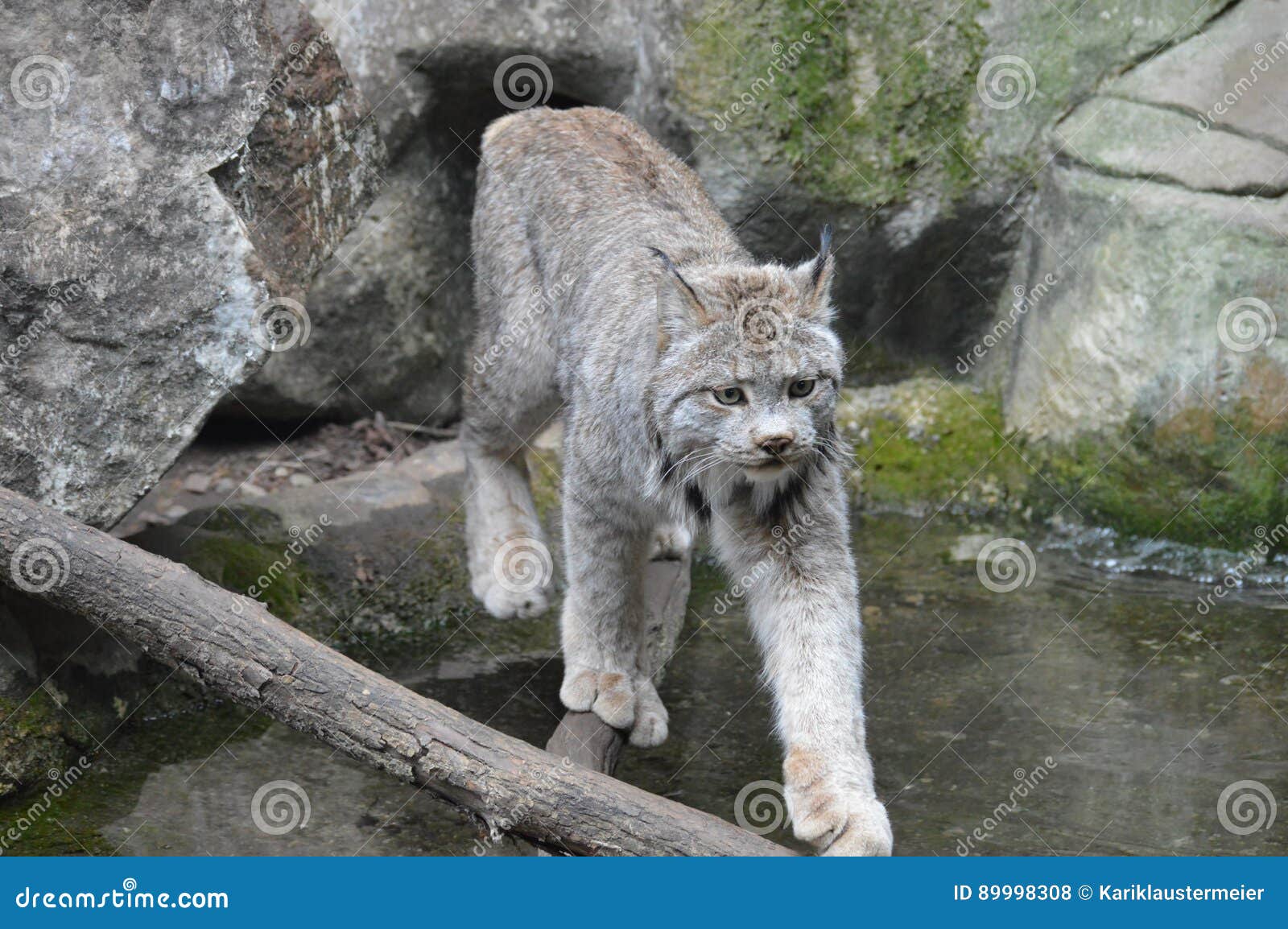 Lynx stock photo. Image of edge, eyes, black, detail 89998308