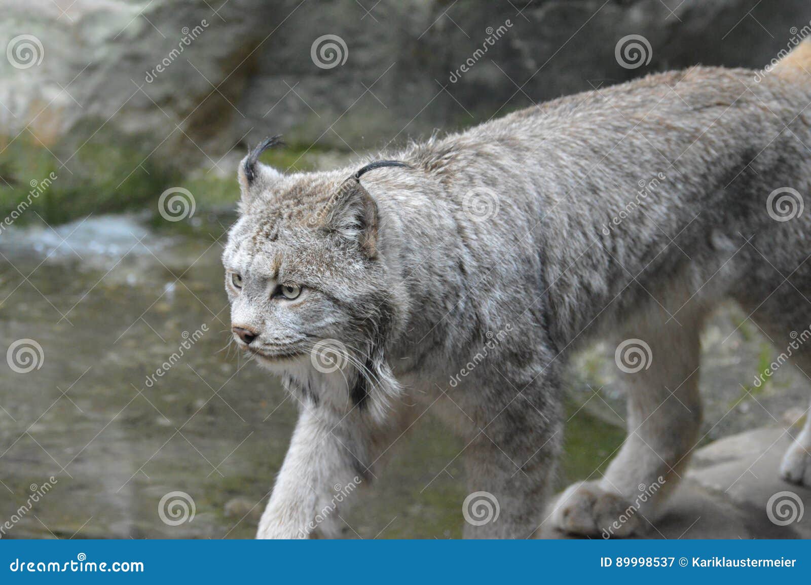 Lynx stock image. Image of face, lynx, expression, nature 89998537