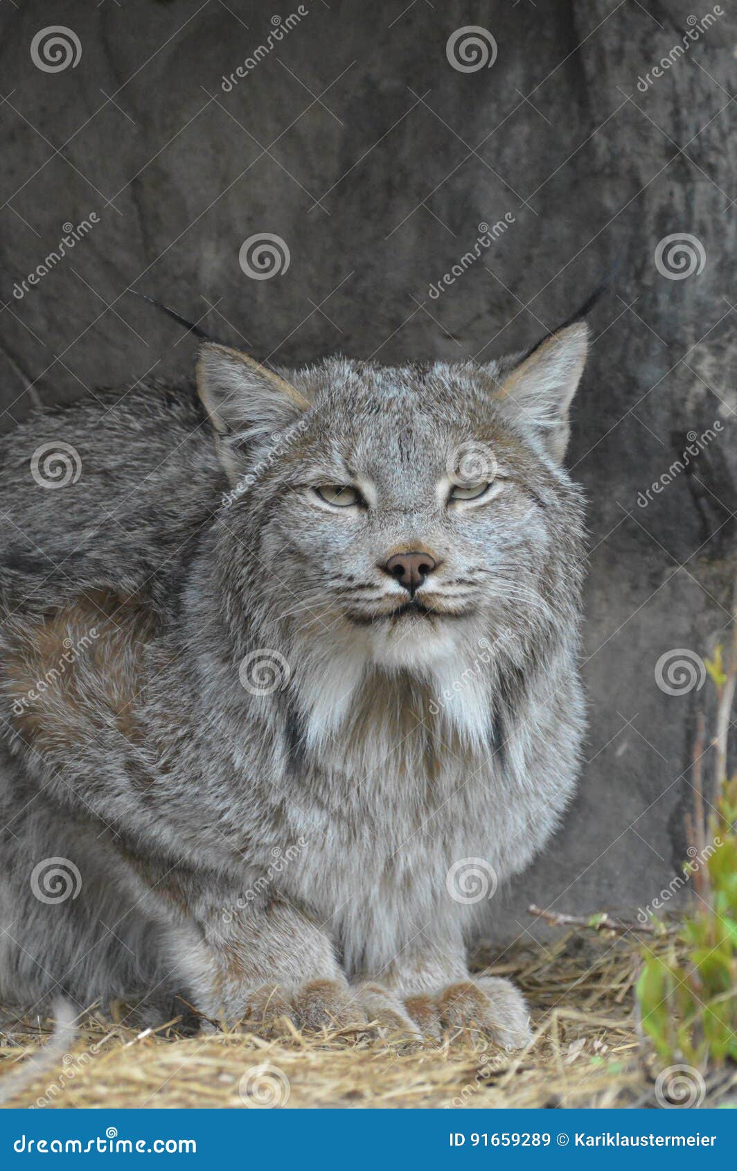 Lynx stock image. Image of calm, growing, expression 91659289