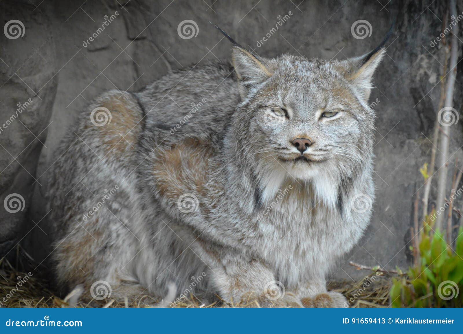 Lynx stock image. Image of dark, attraction, ears, life 91659413