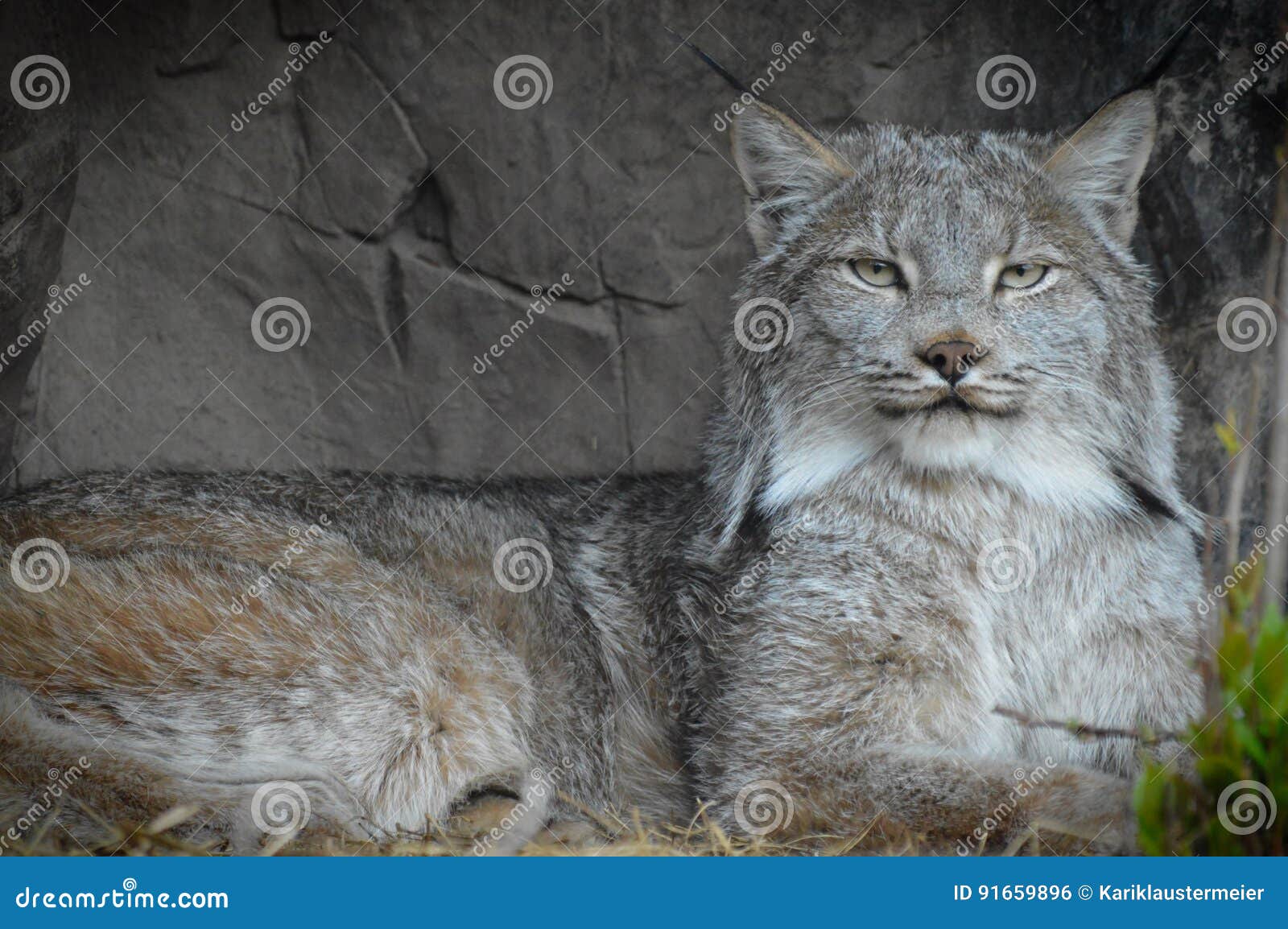 Lynx stock photo. Image of fierce, explore, black, gray 91659896