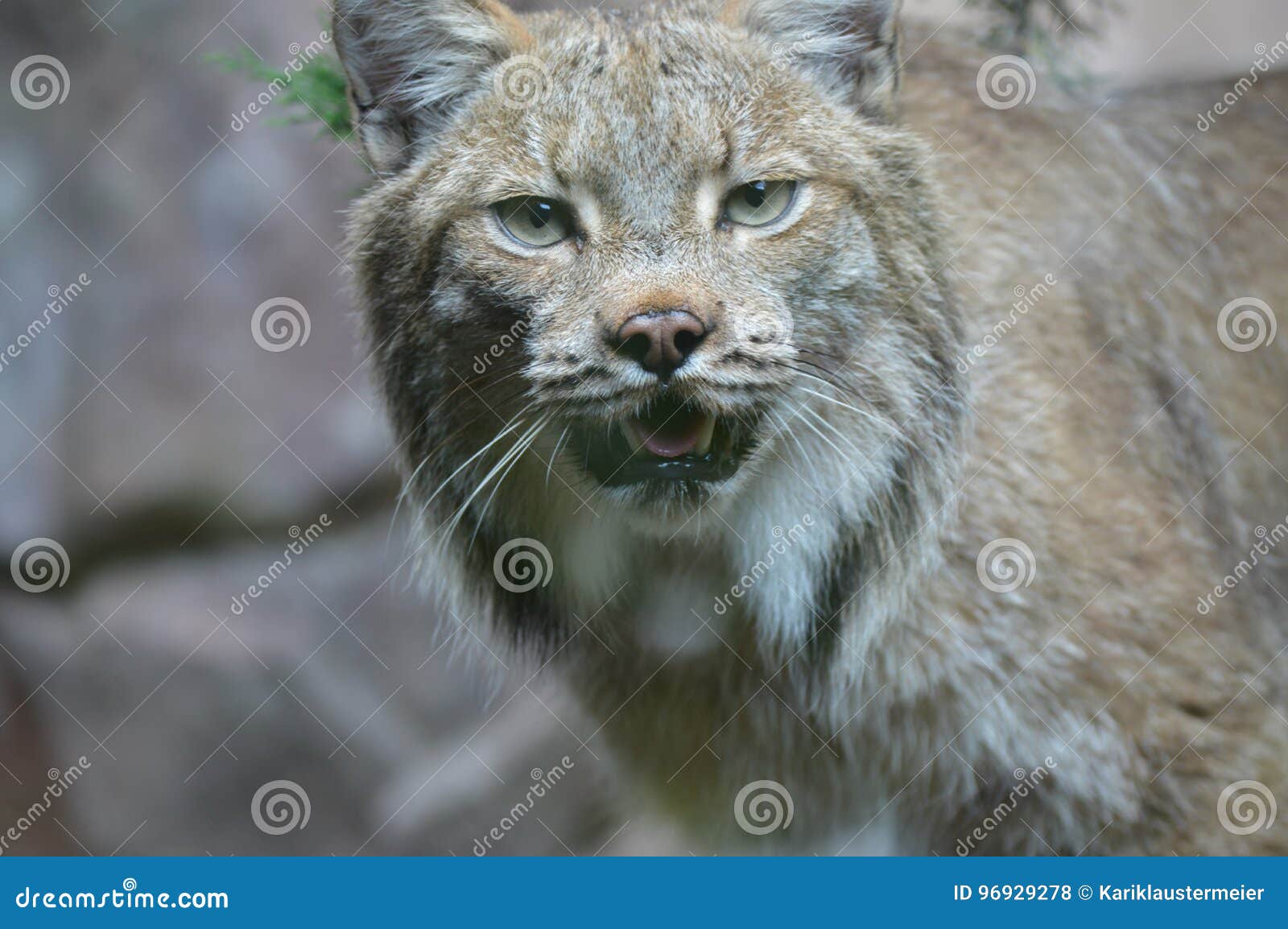 Lynx stock photo. Image of spring, gray, natural, brown 96929278